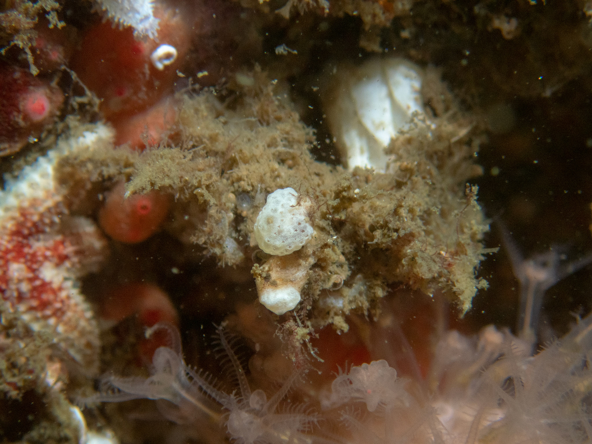 Tiny decorator crab