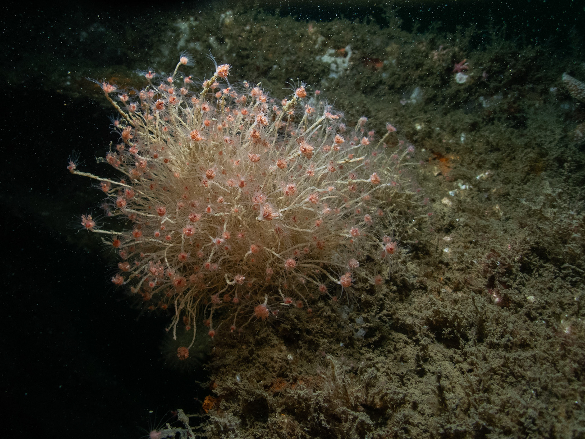 Hydroid cluster next to a porthole