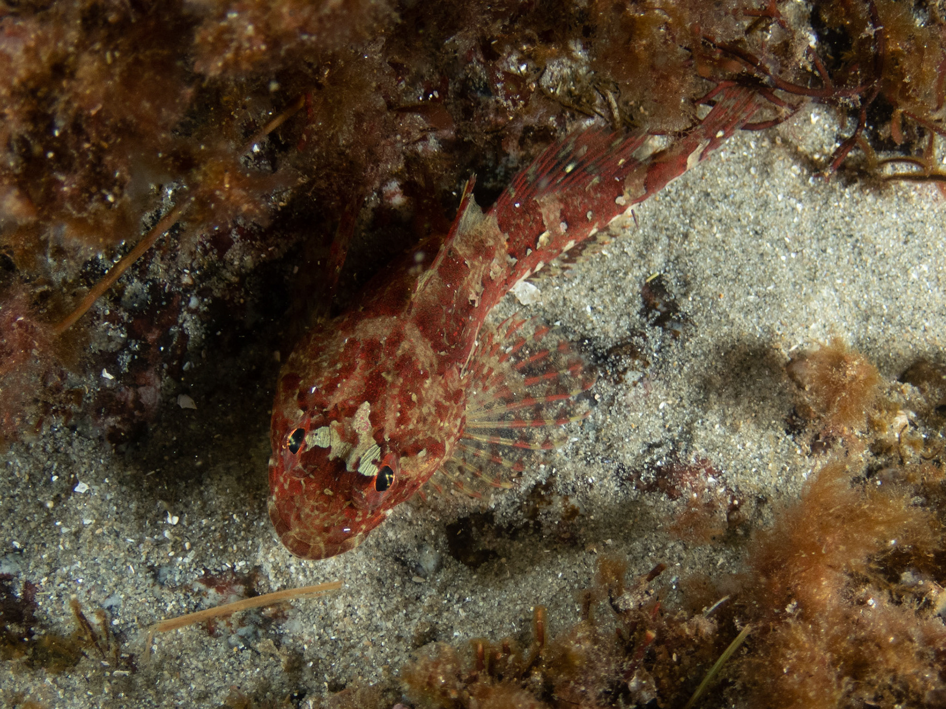 Grubby sculpin