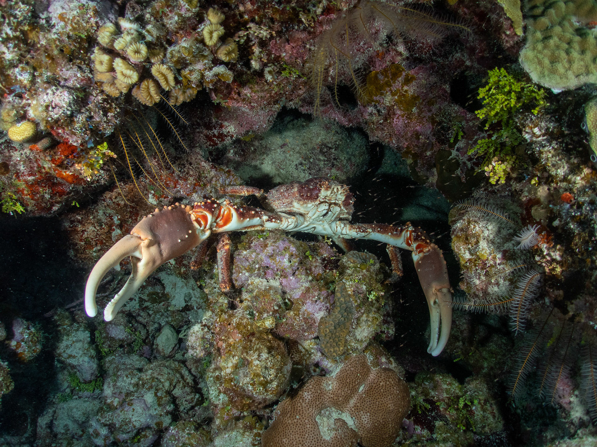 Combative Channel Crab