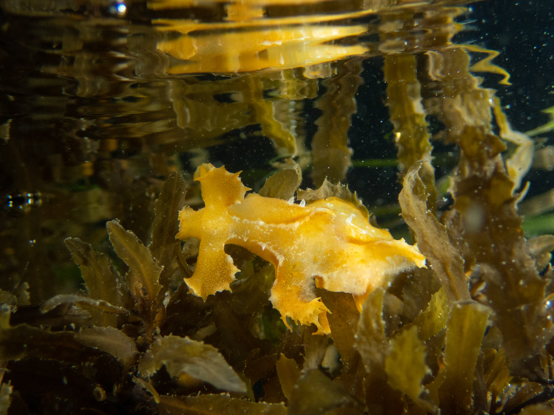 Sargassum nudibranch (Scyllaea pelagica) at a depth of maybe 2 inches