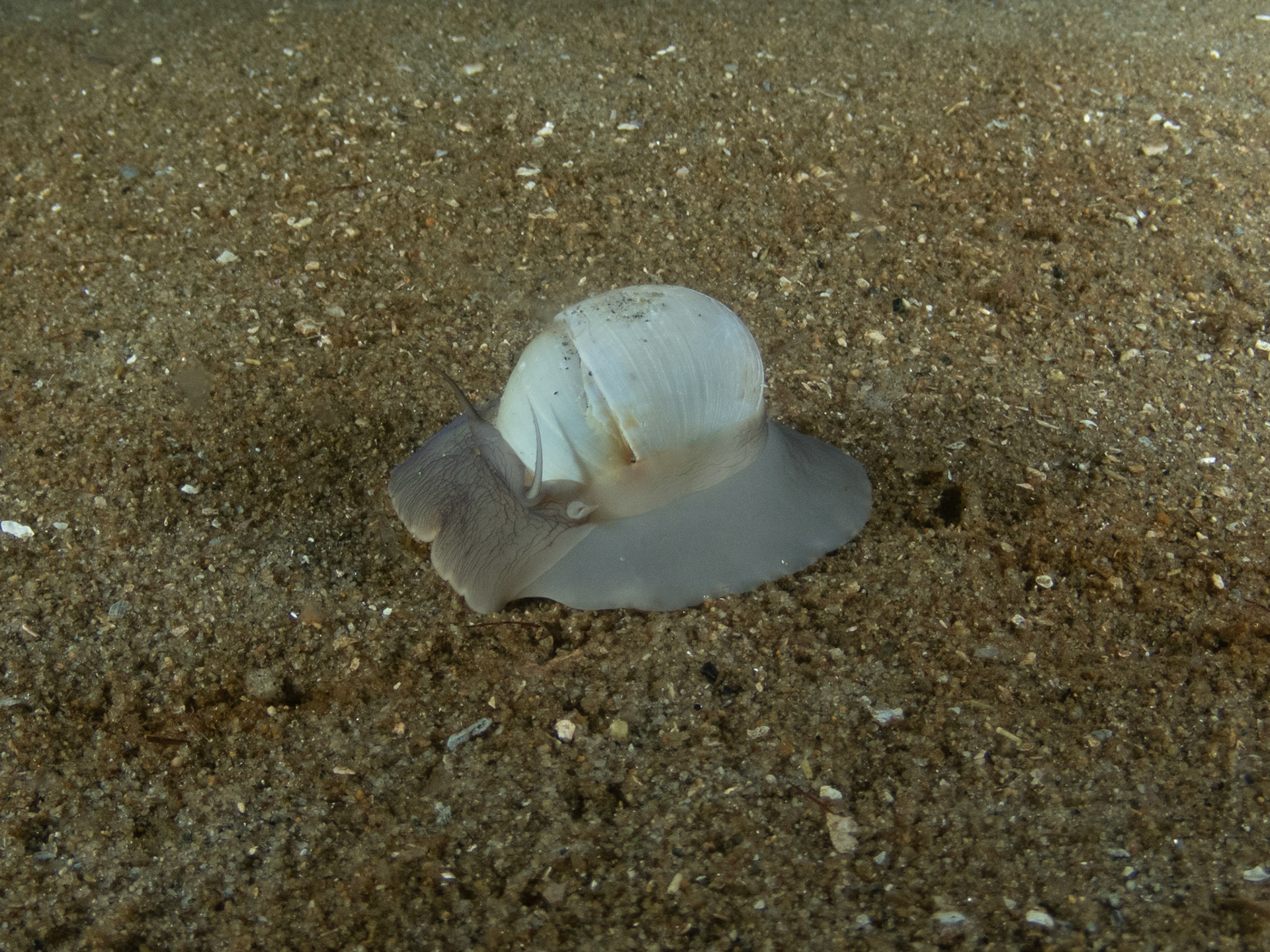 Moon snail