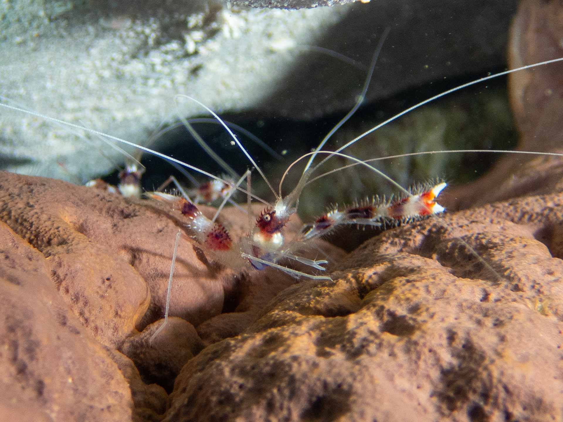 Coral Banded Shrimp