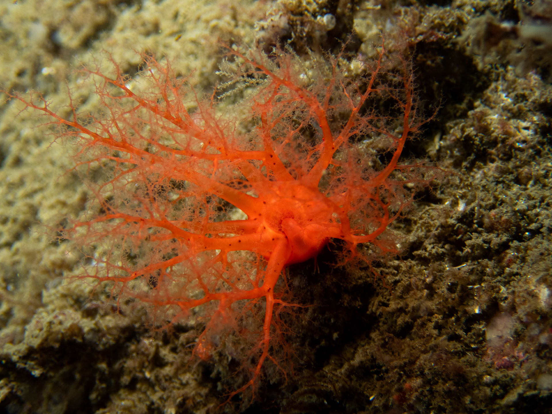 Scarlet Psolus