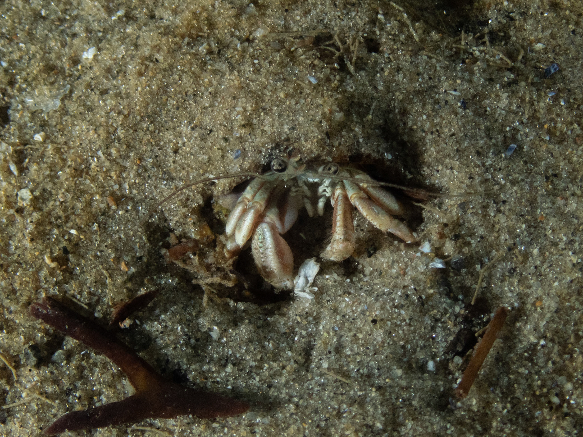 Longwrist Hermit Crab