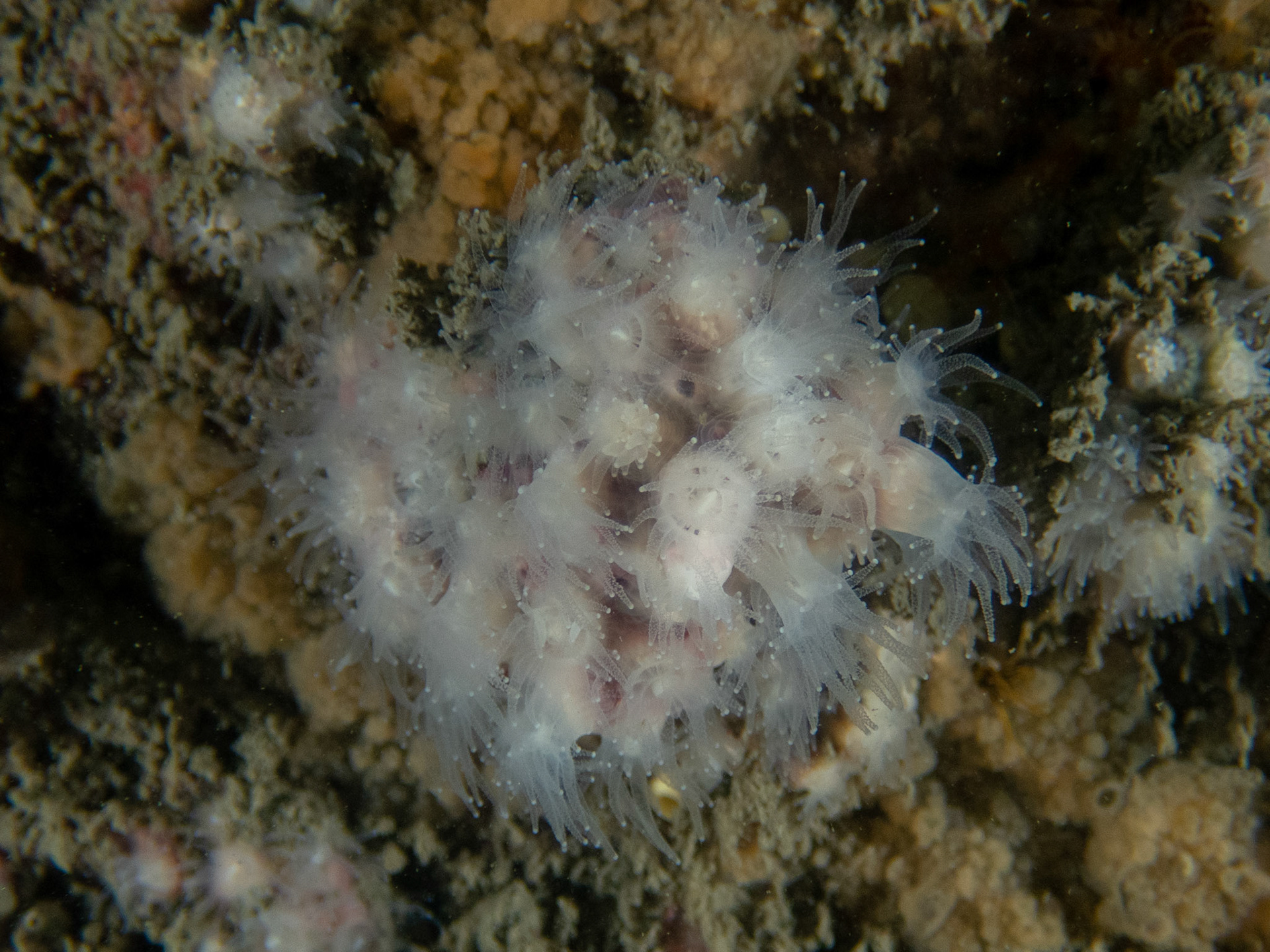 Northern Star Coral