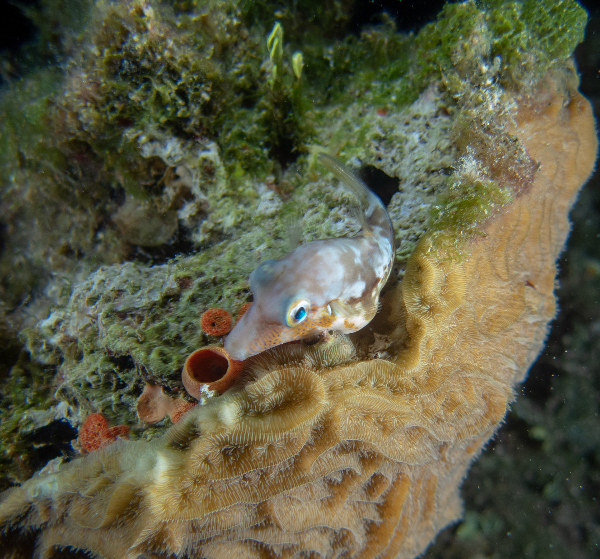 Tiny sleeping Sharpnose Puffer