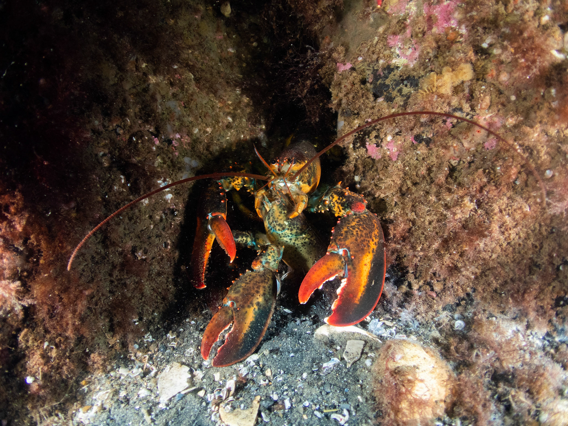 Not sure if this is an act of cannibalism or if it's just munching on a molt...