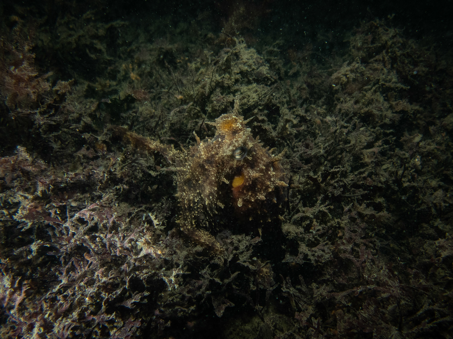 Octopus looking spiky