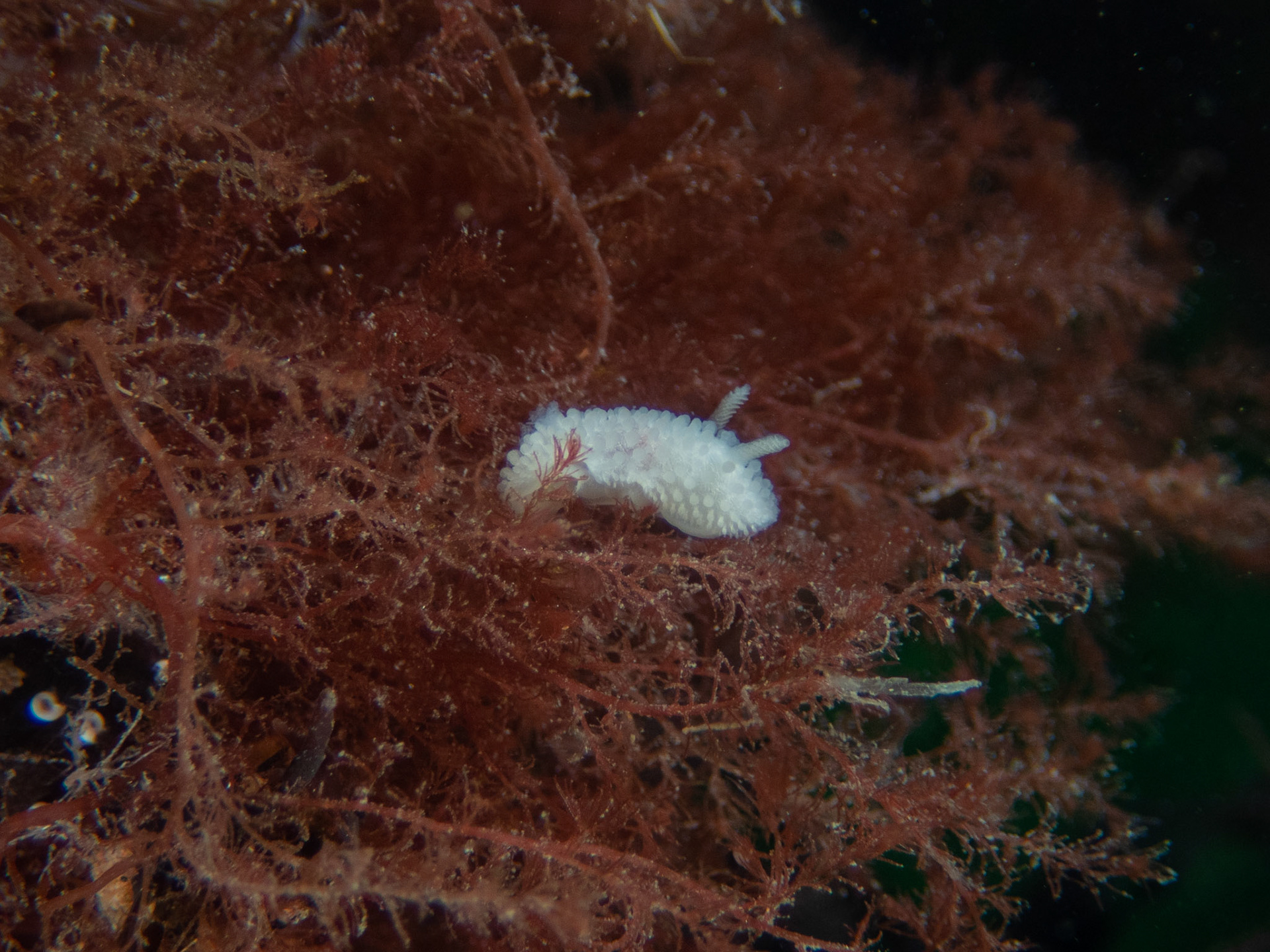 Fuzzy onchidoris nudibranch