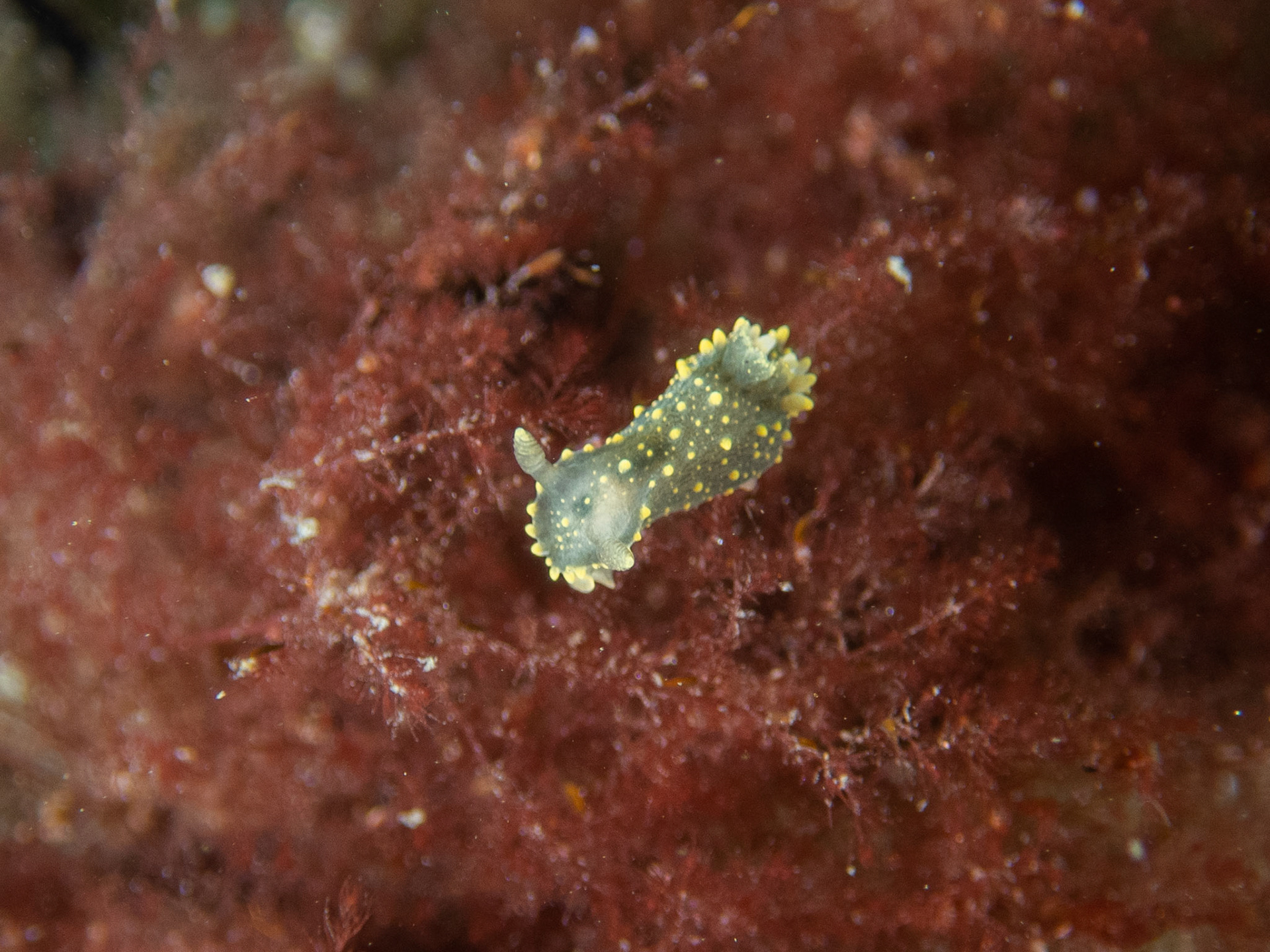 Rim-backed nudibranch