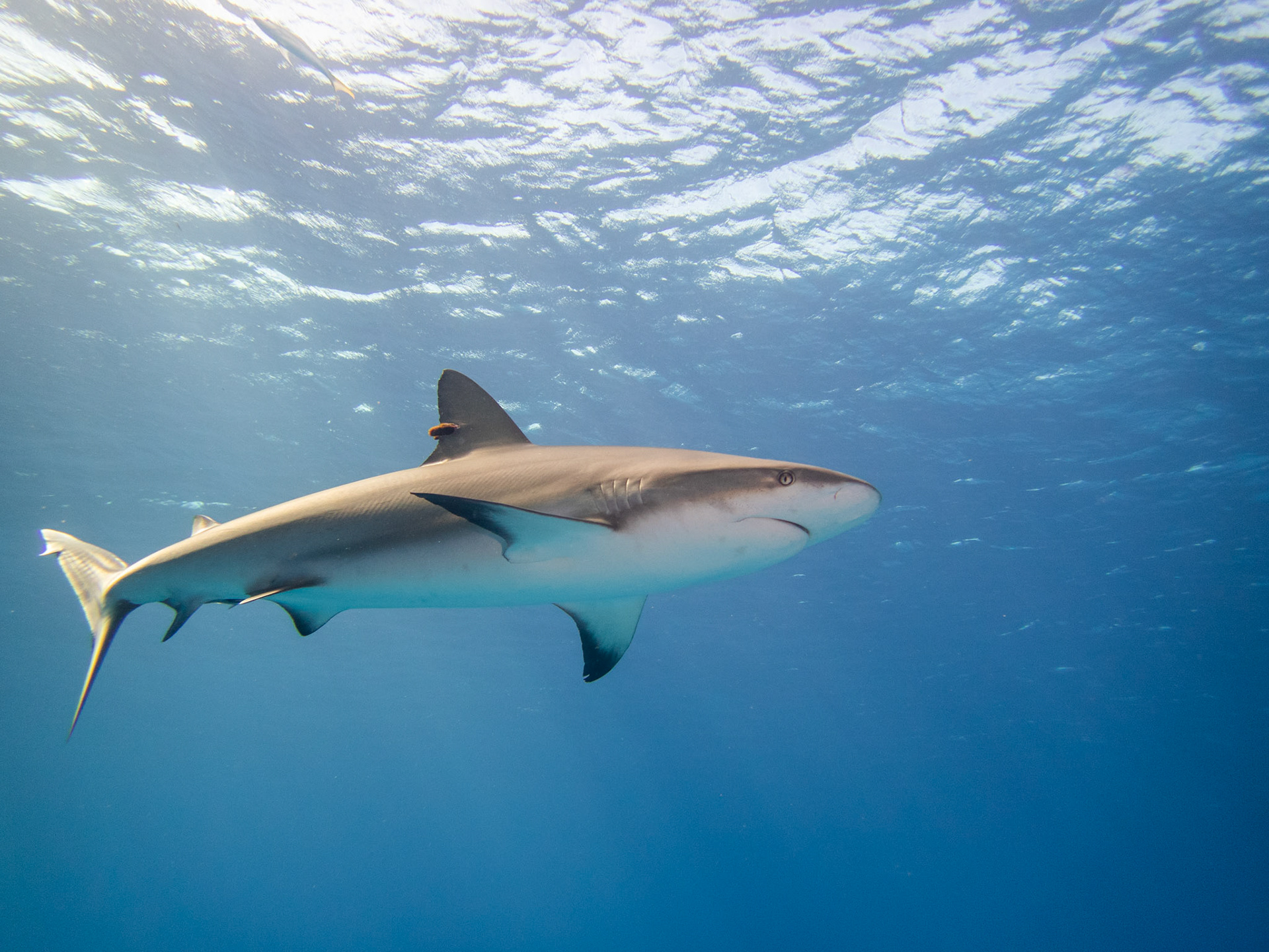 Caribbean Reef Shark