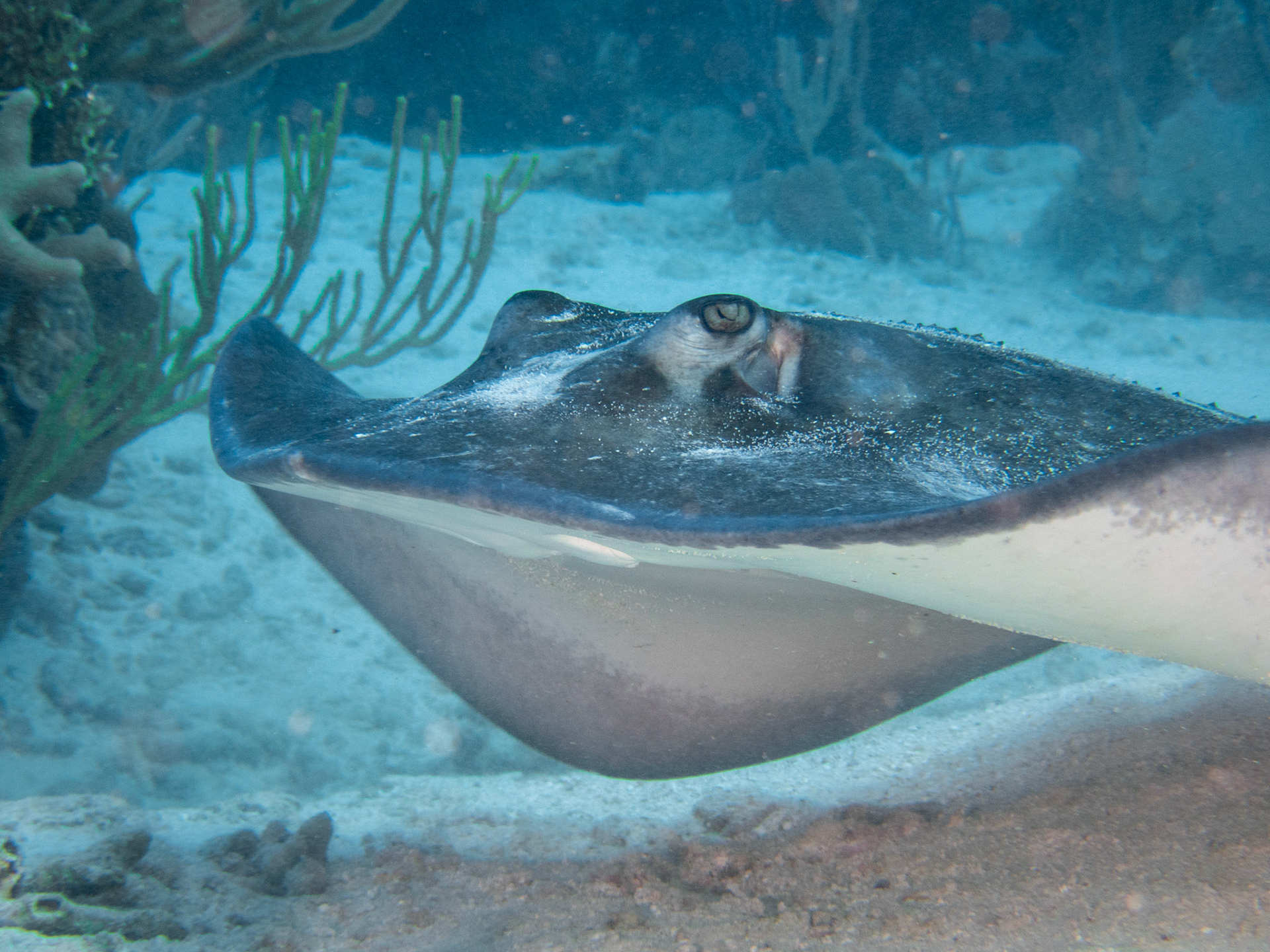 Southern Stingray