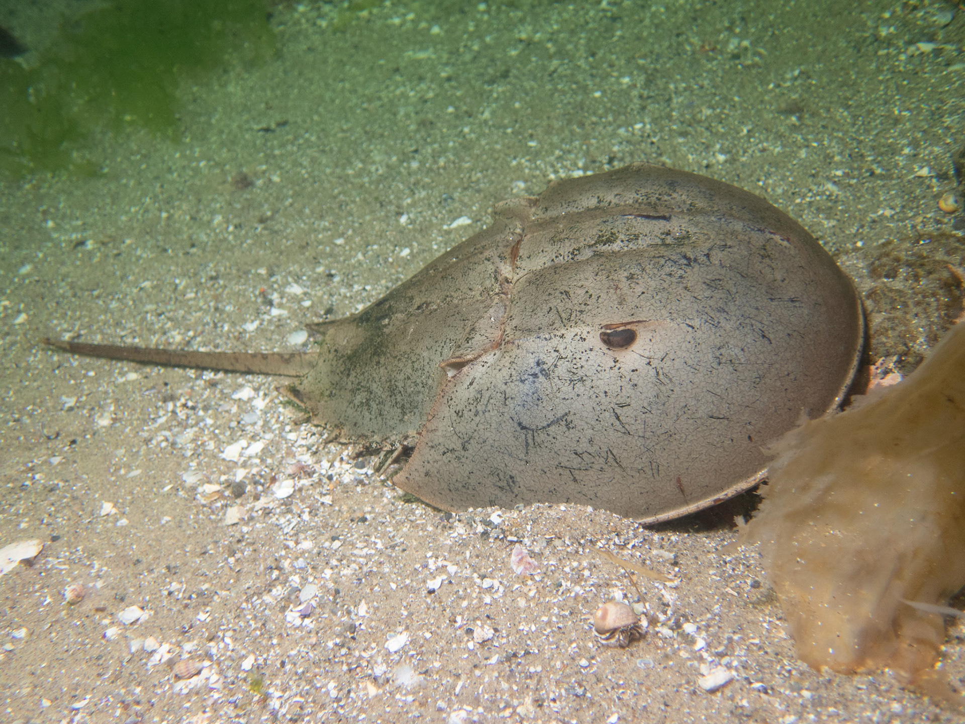 Horseshoe crab