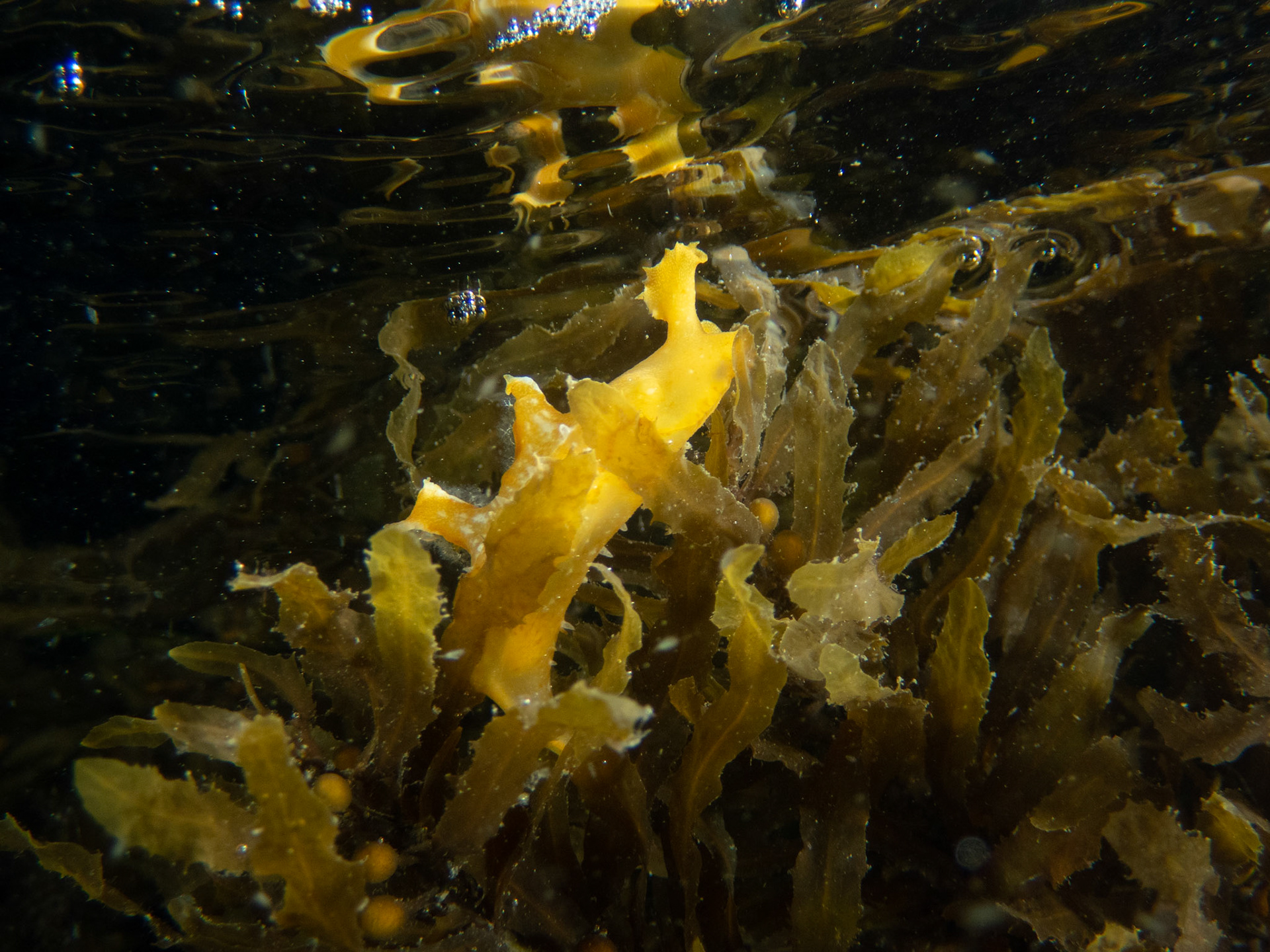 Sargassum nudibranch (Scyllaea pelagica)