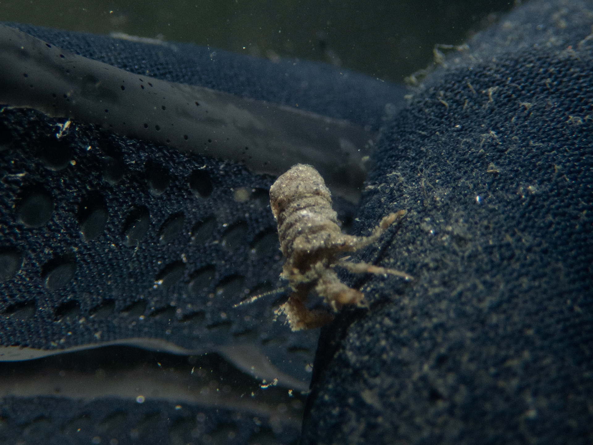 Bad focus, but another shot of the maybe hermit?