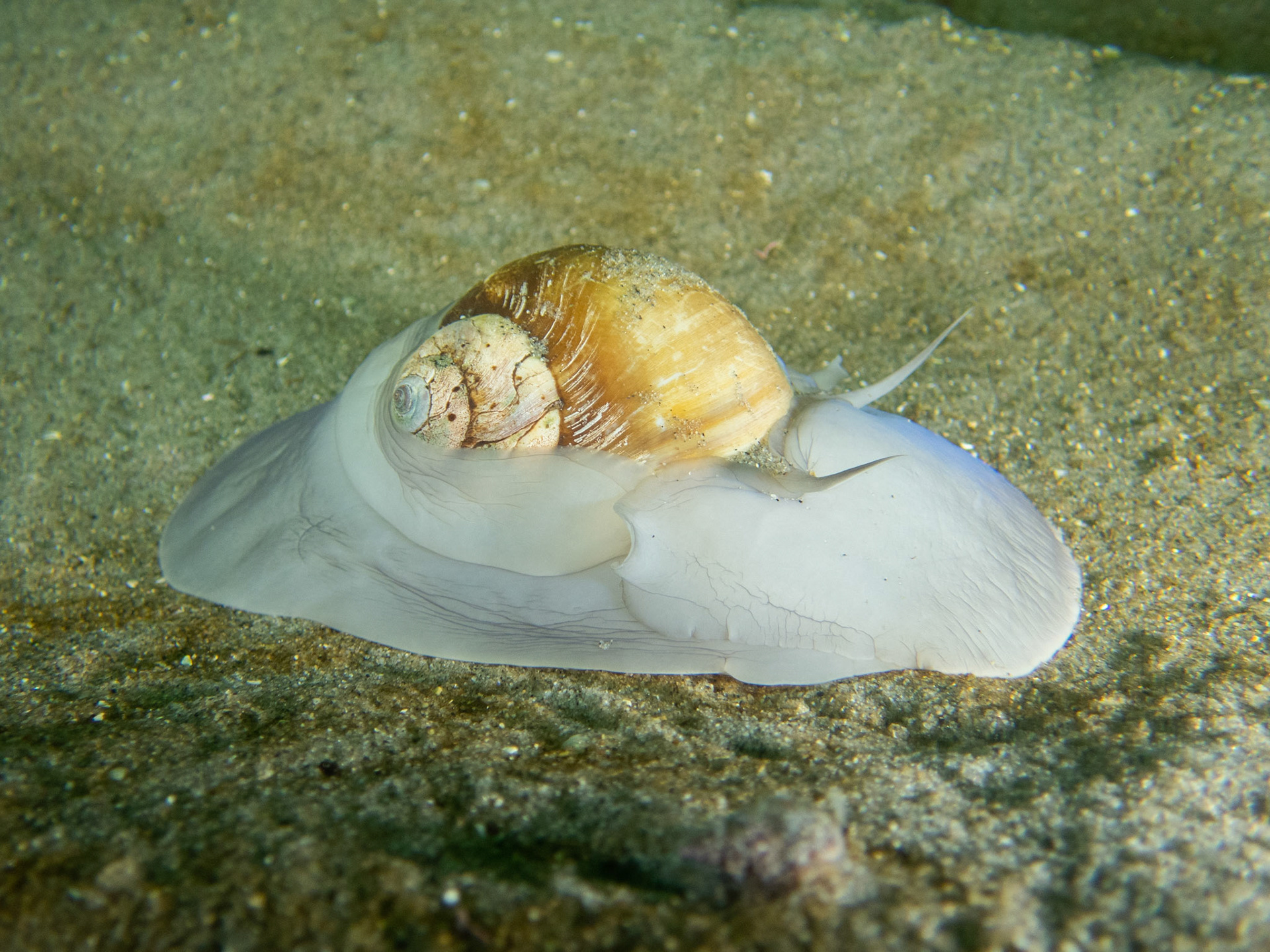 Medium-sized moon snail