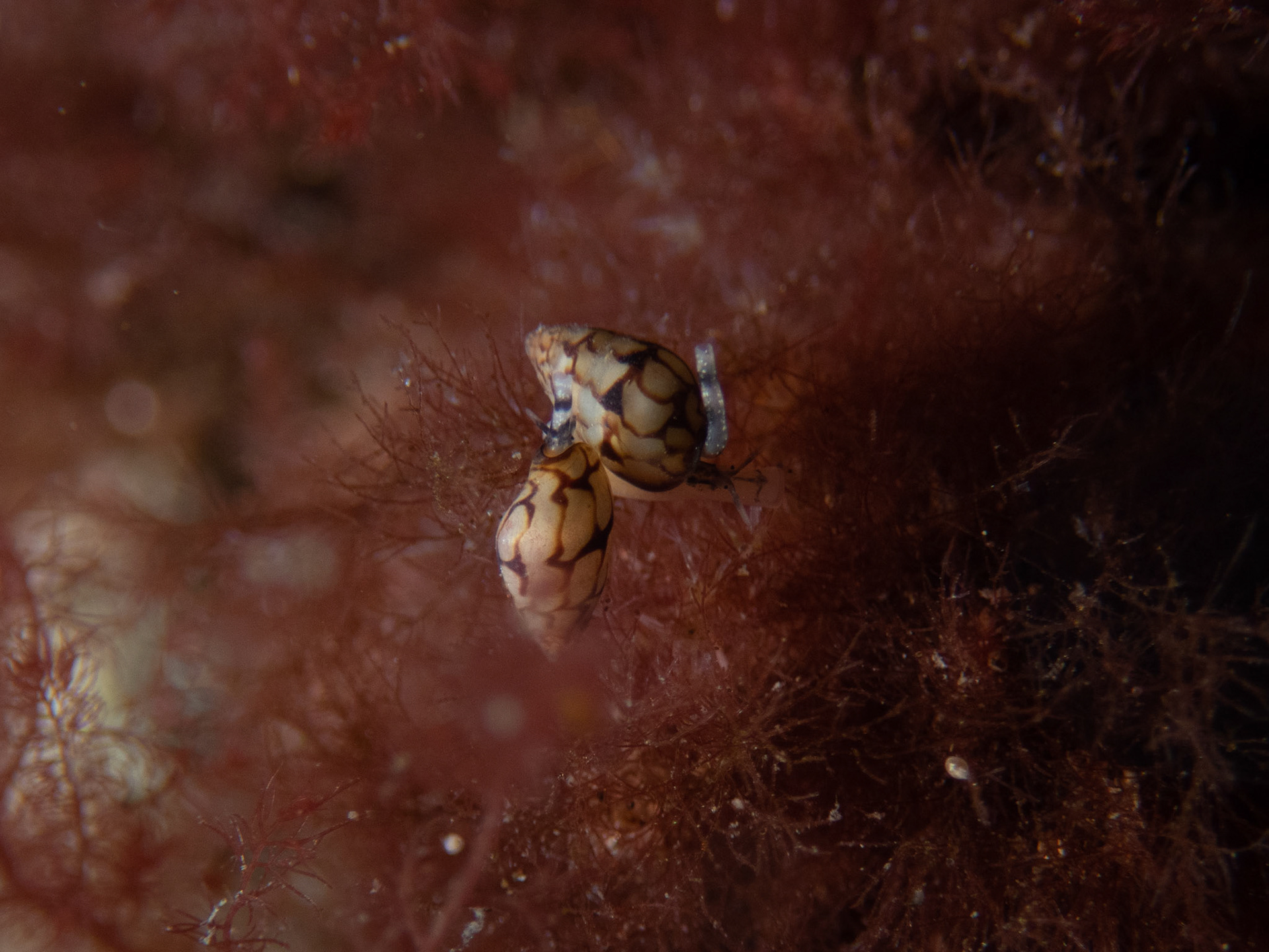 Lunar Dove Snails in the kelp
