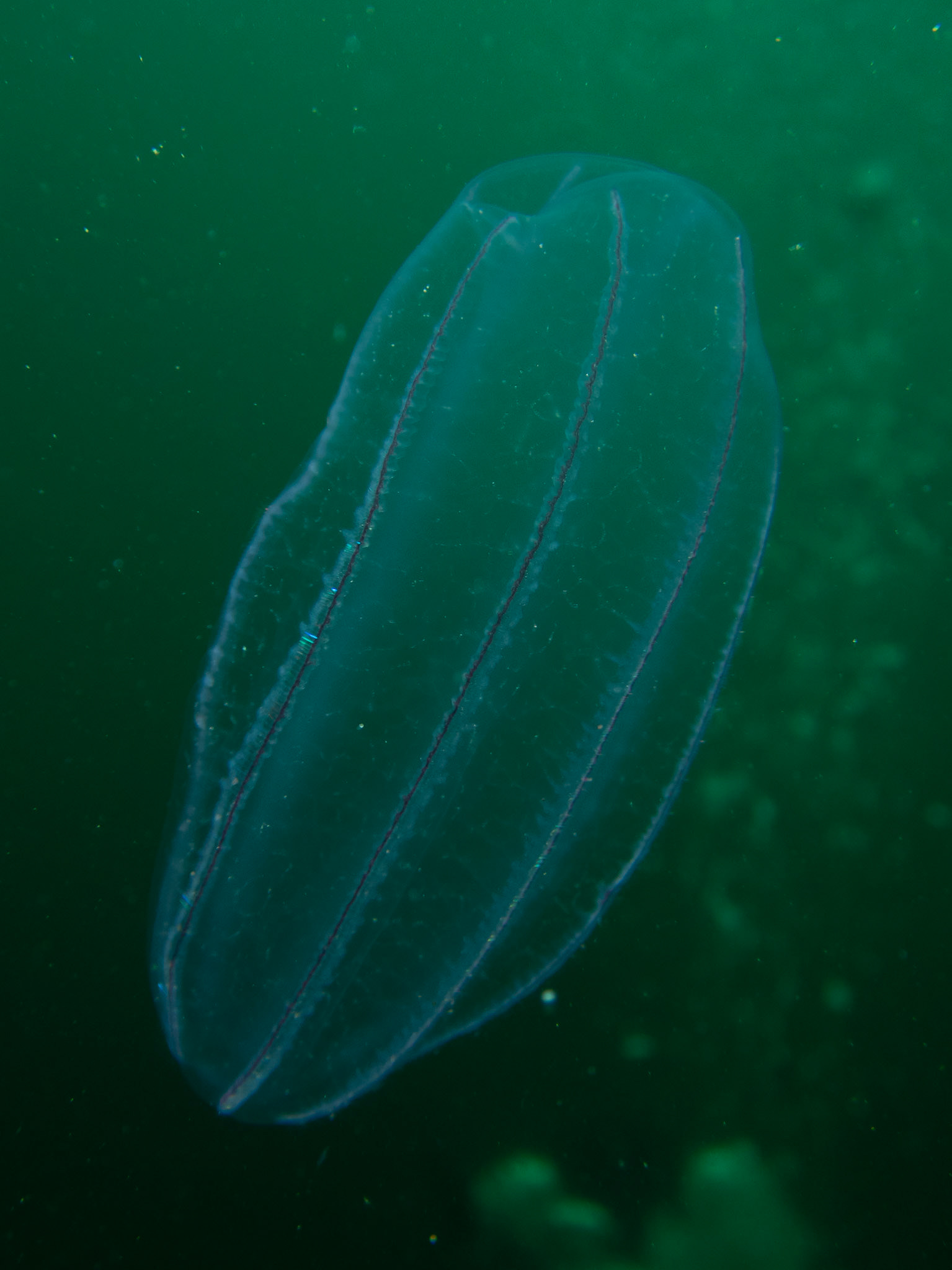 Beroe's comb jelly