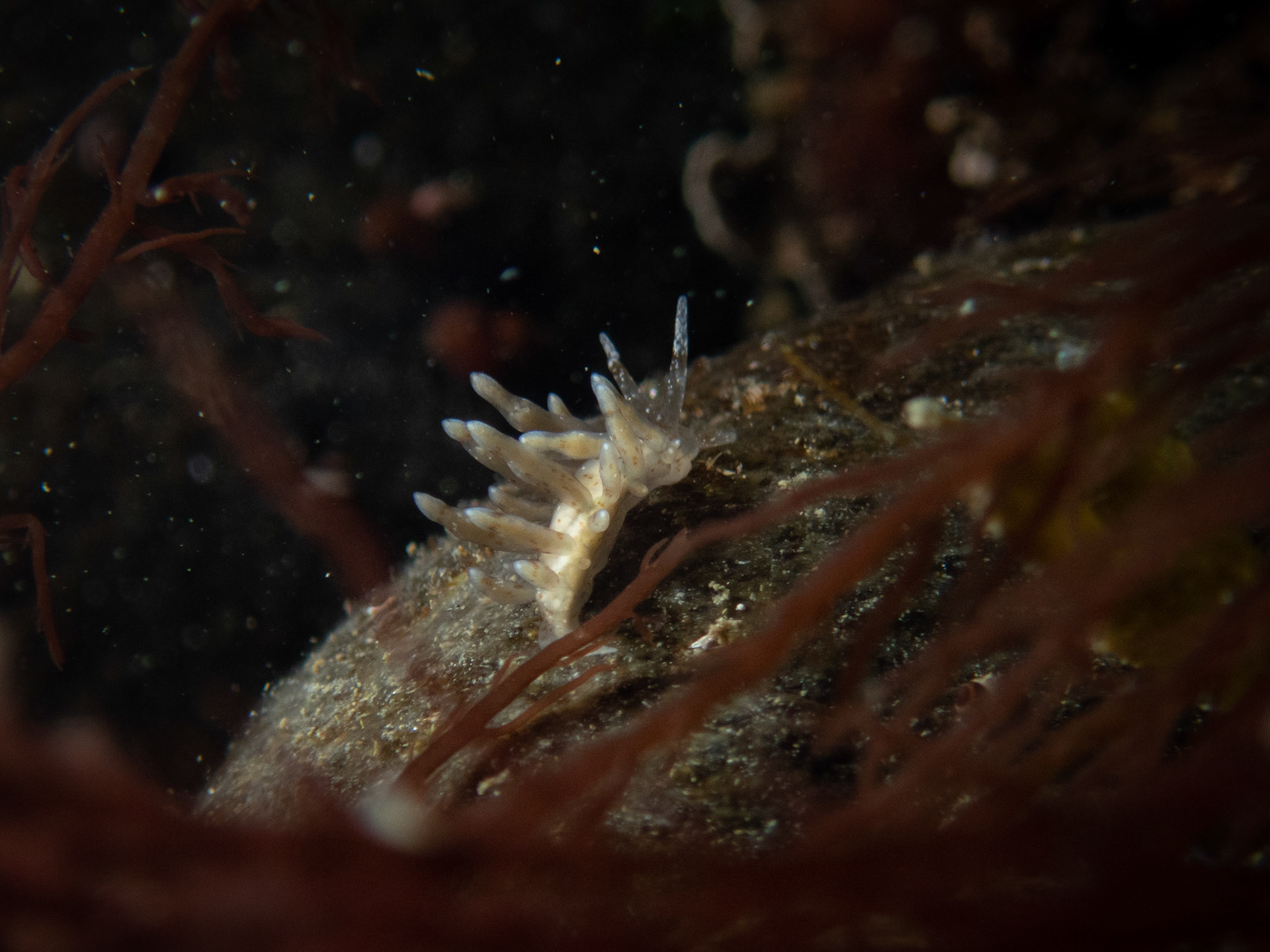 Eubranchus exiguus