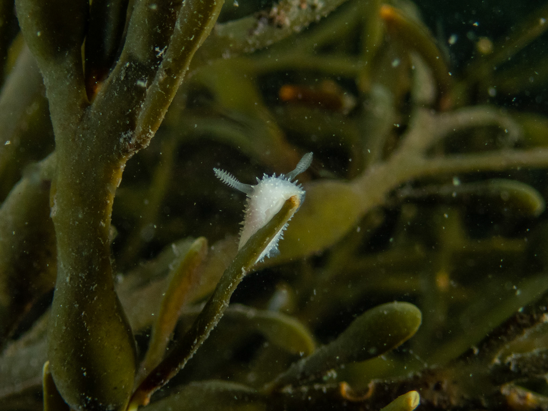 Acanthodoris pilosa