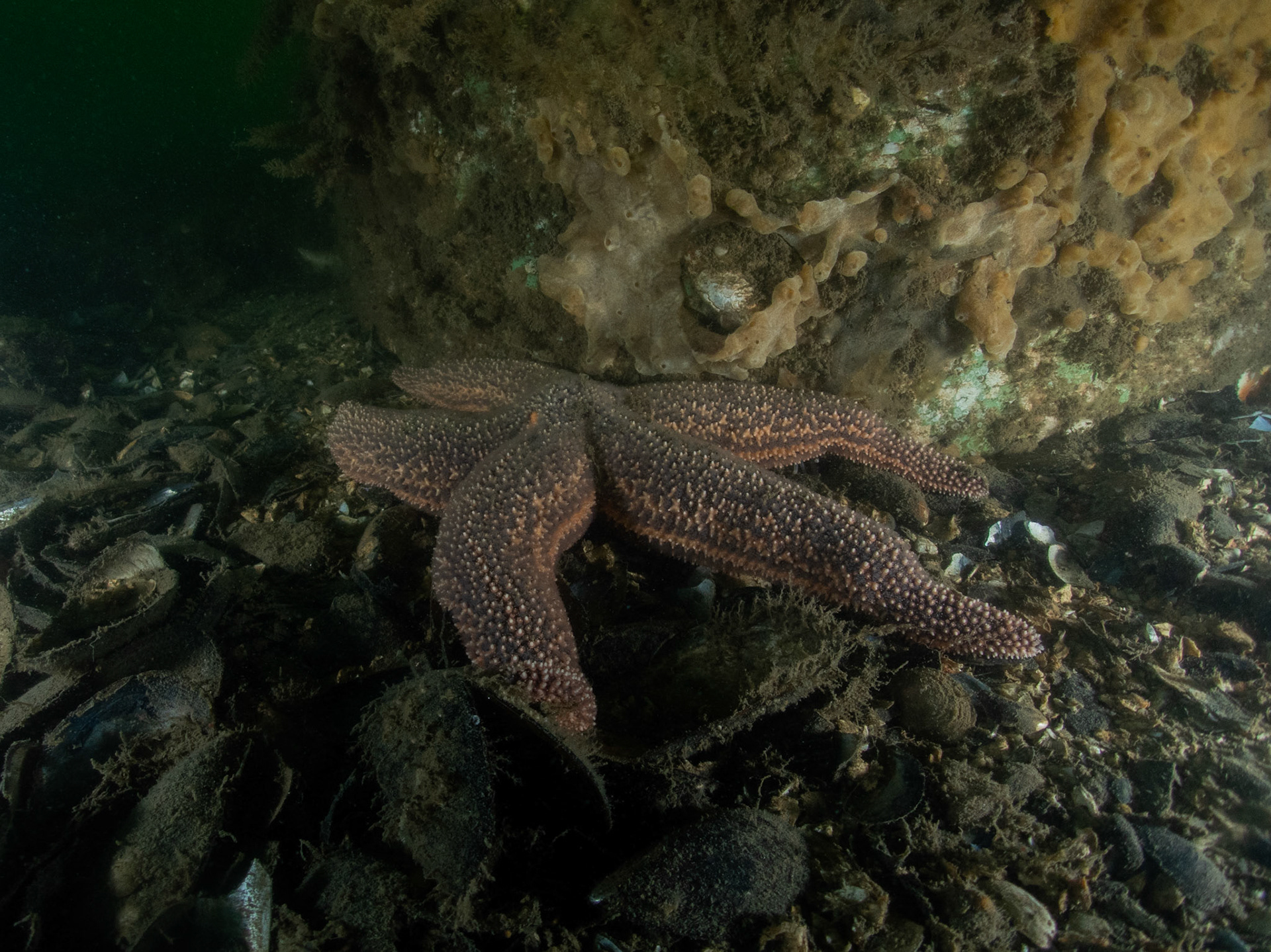 Dinner plate sized Forbes sea star