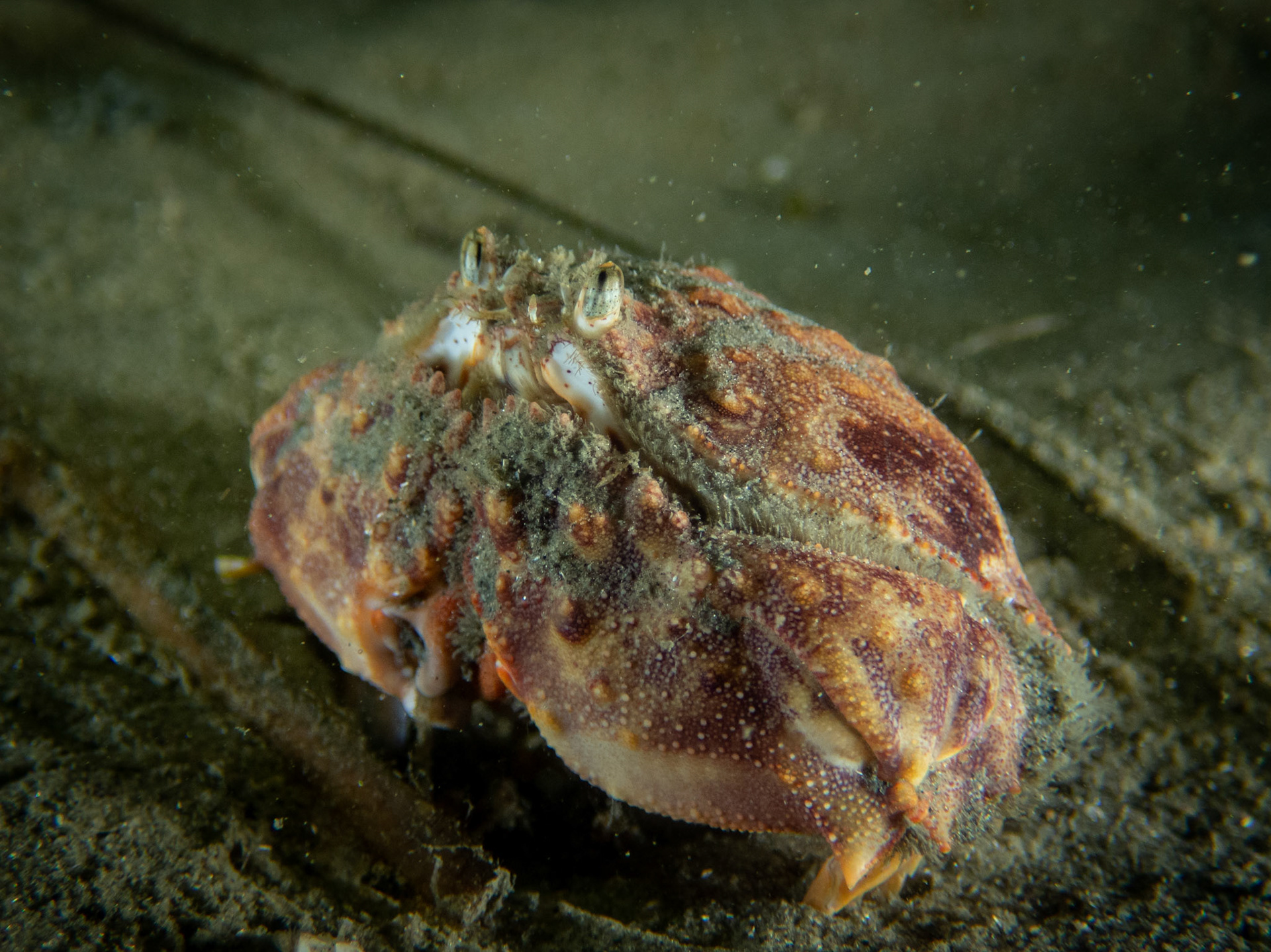Box crab