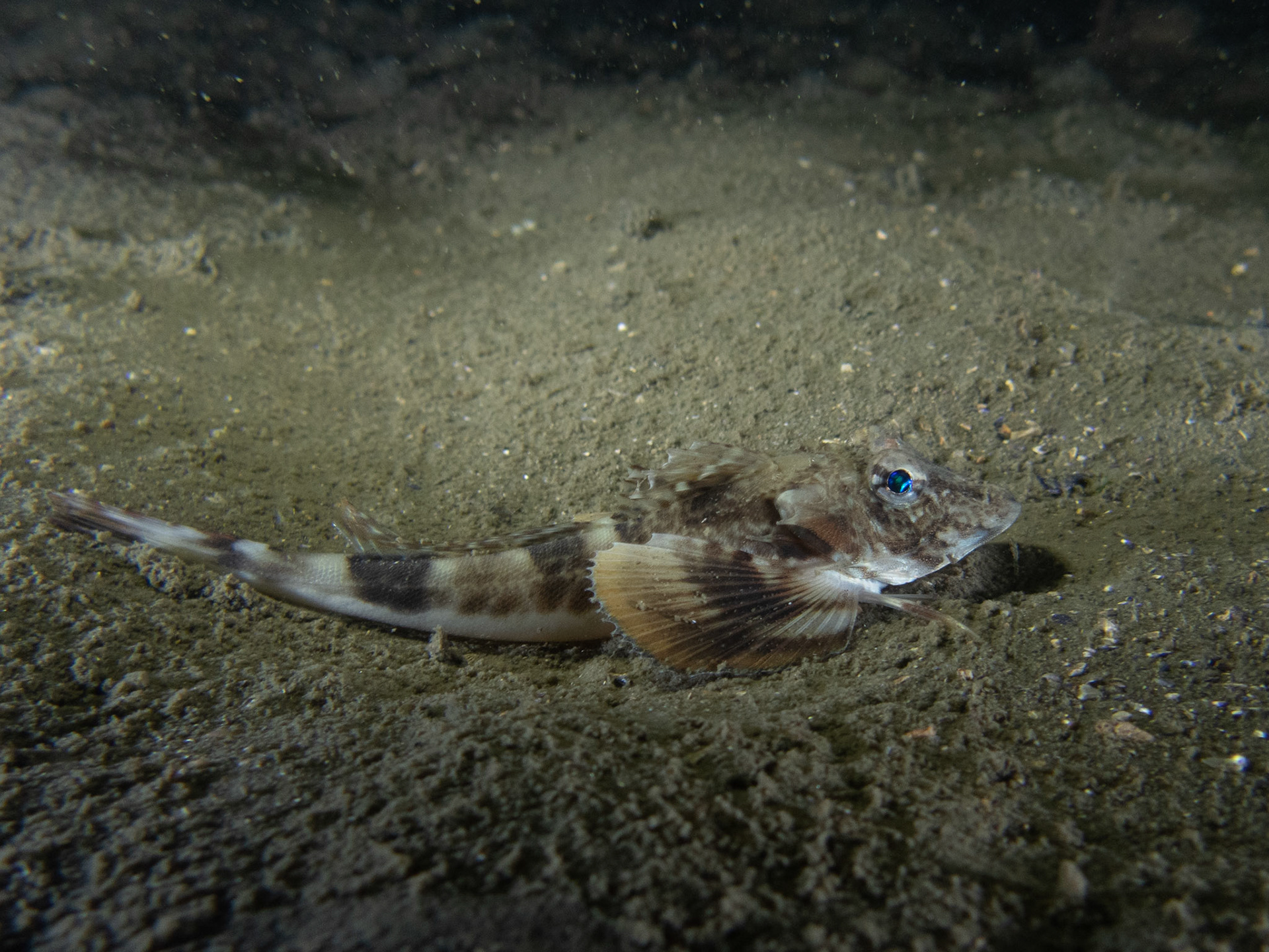 Sea robin