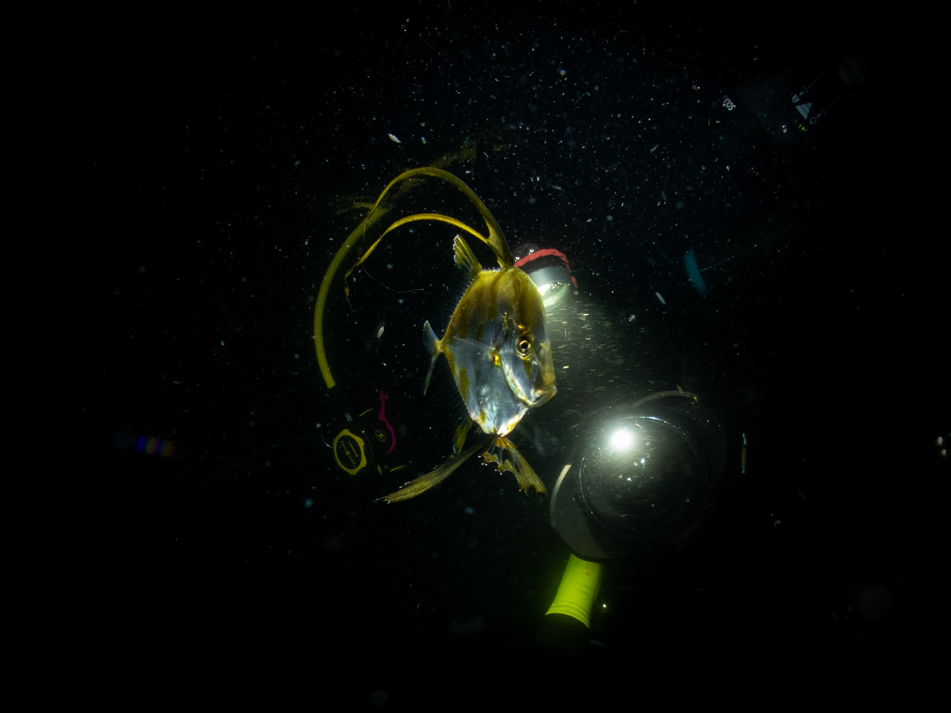 Juvenile lookdown just under the surface