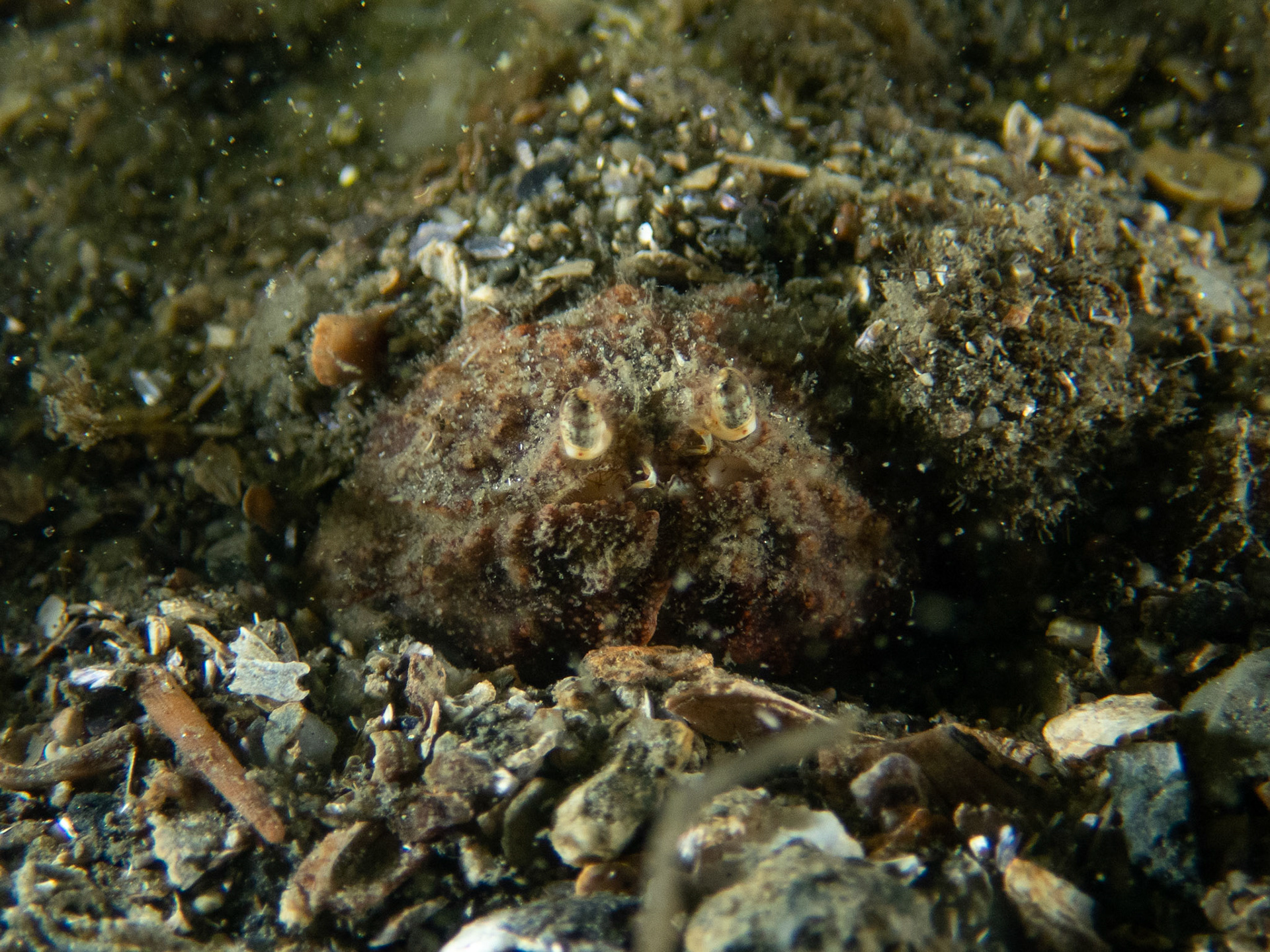 Box crab in the sand