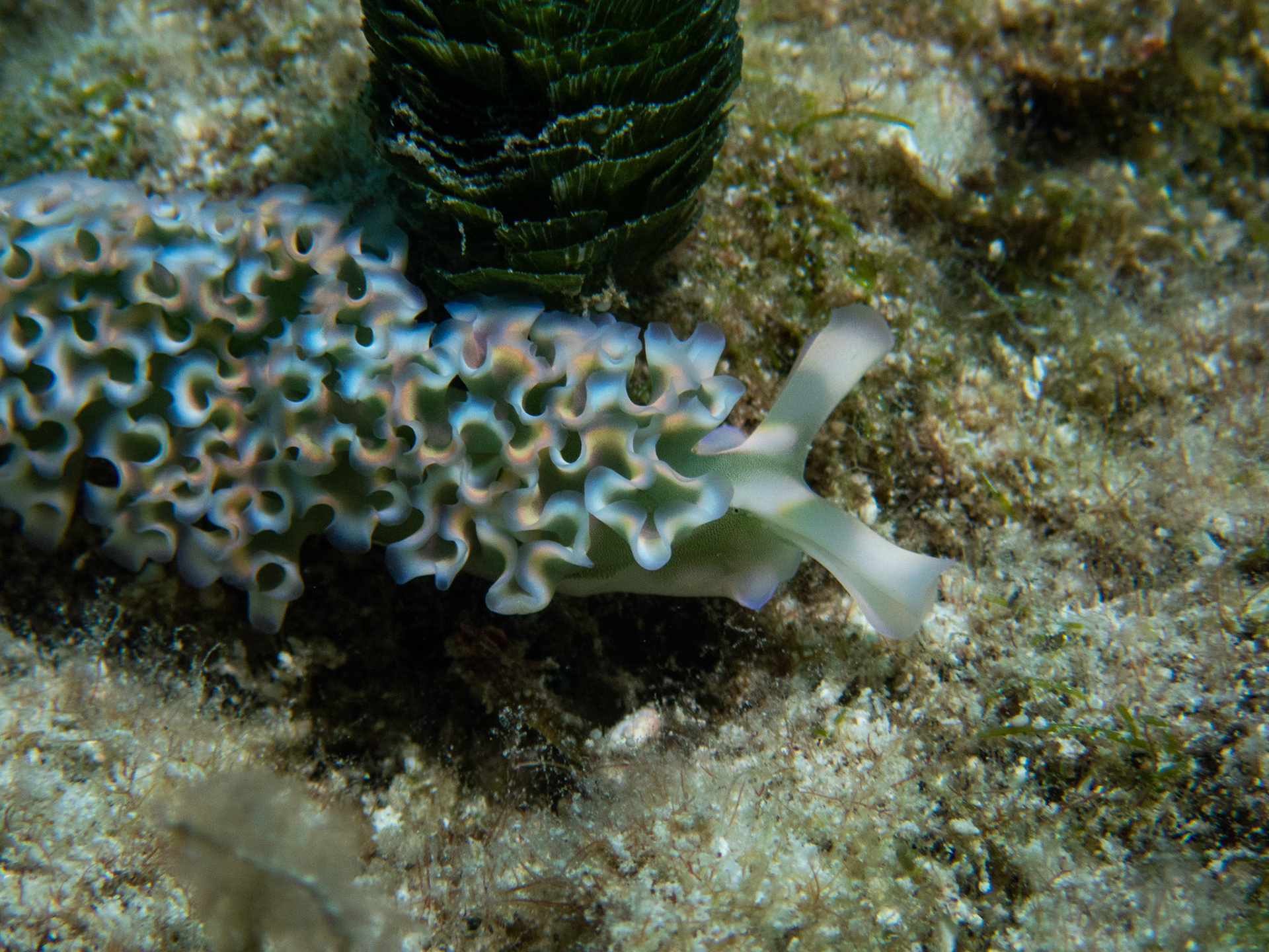 Lettuce Leaf Sea Slug