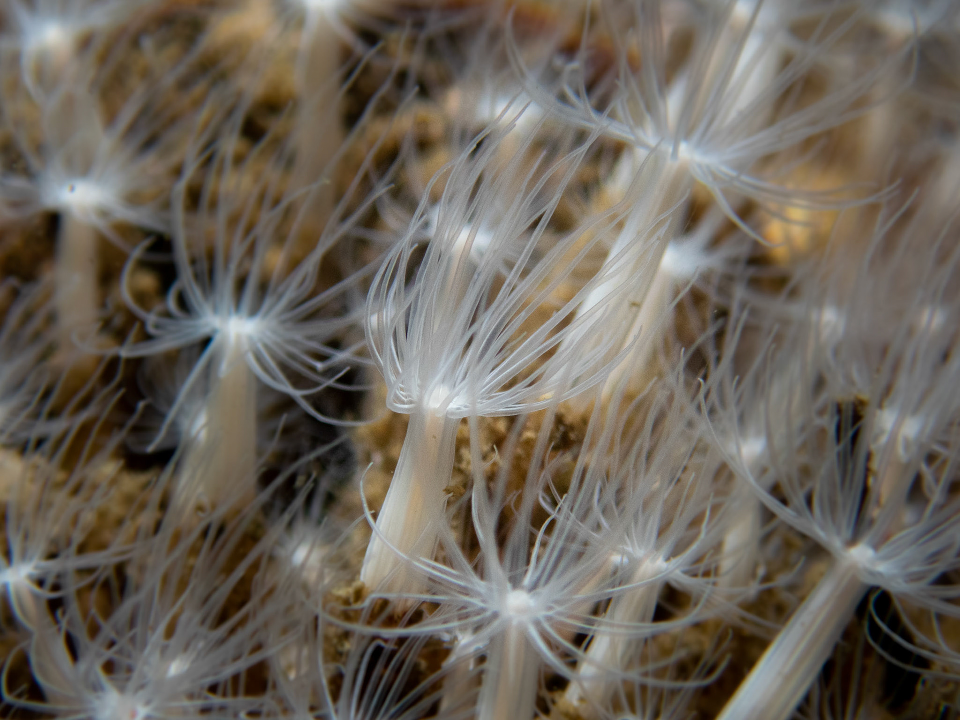 Lined Anemone
