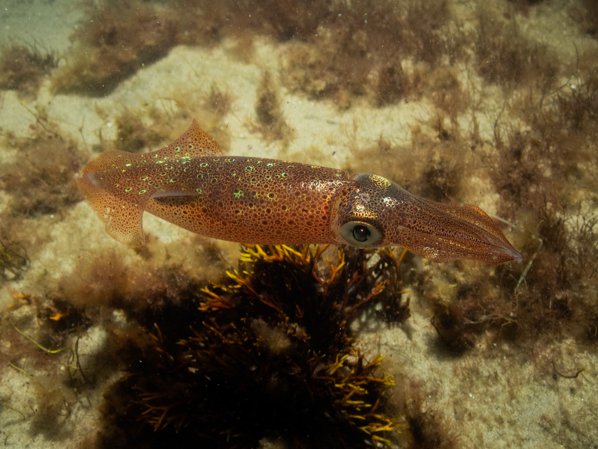 Longfin Squid