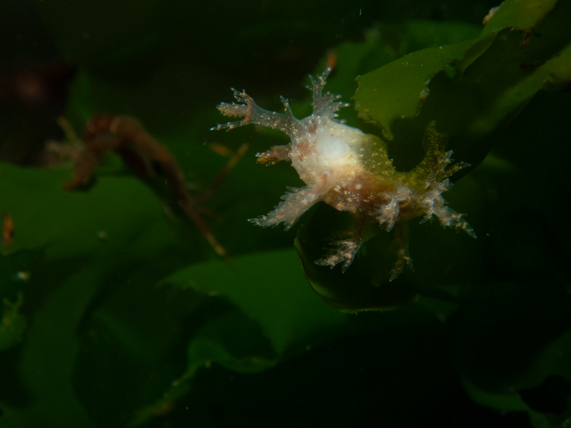 Dendronotus frondosus