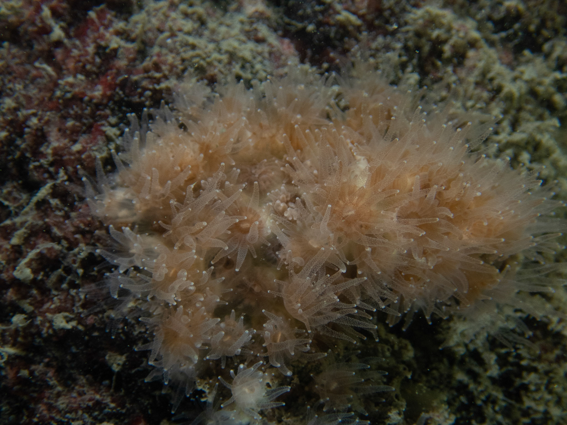 Northern Star Coral
