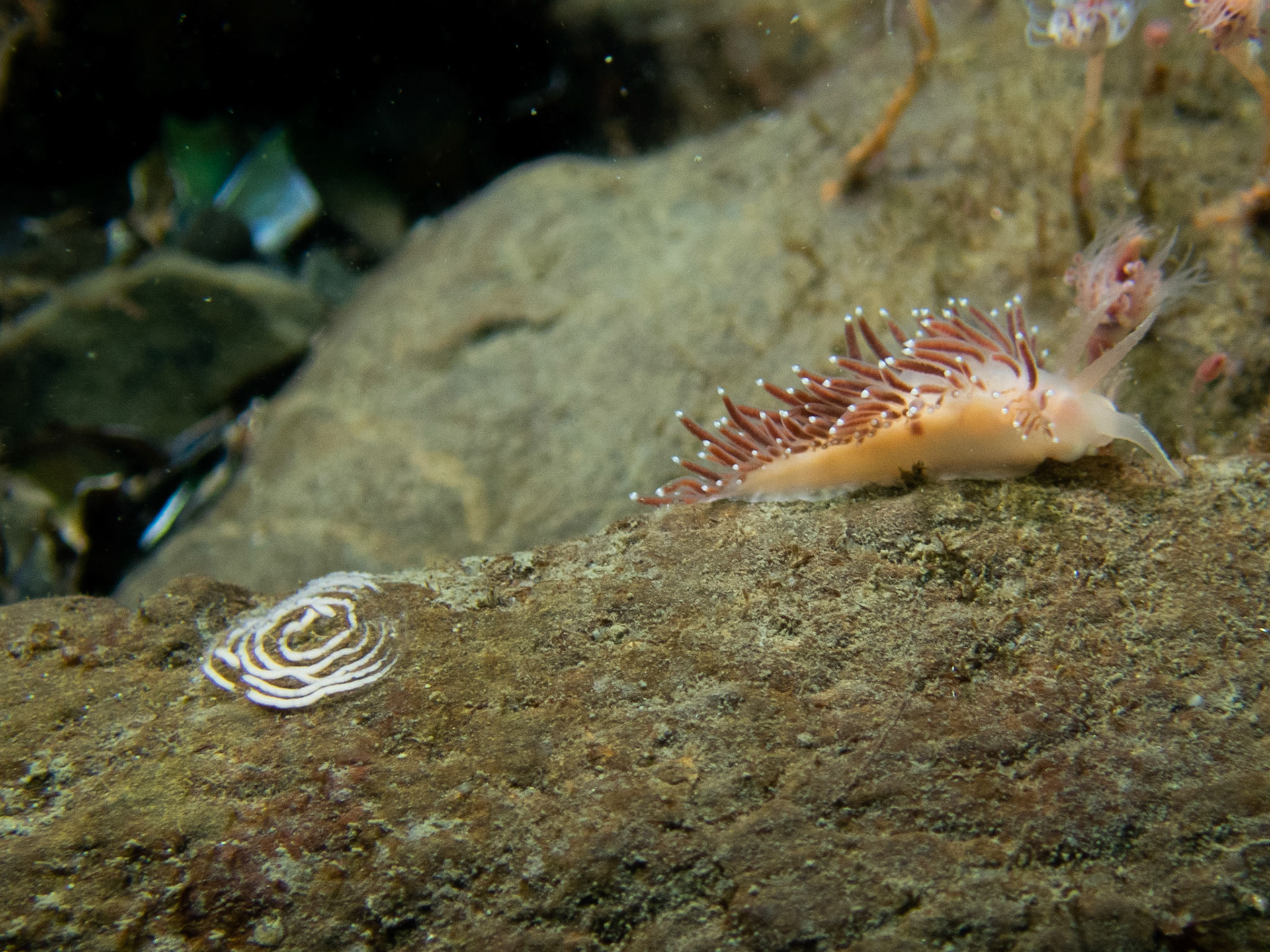 Flabellina verrucosa moving away from its egg spiral
