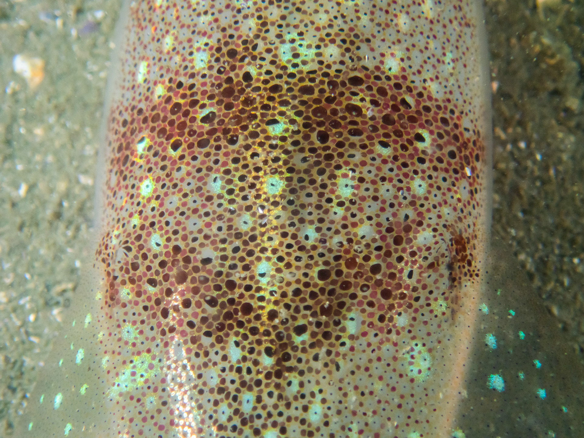 Longfin Squid mantle (so sparkly!)