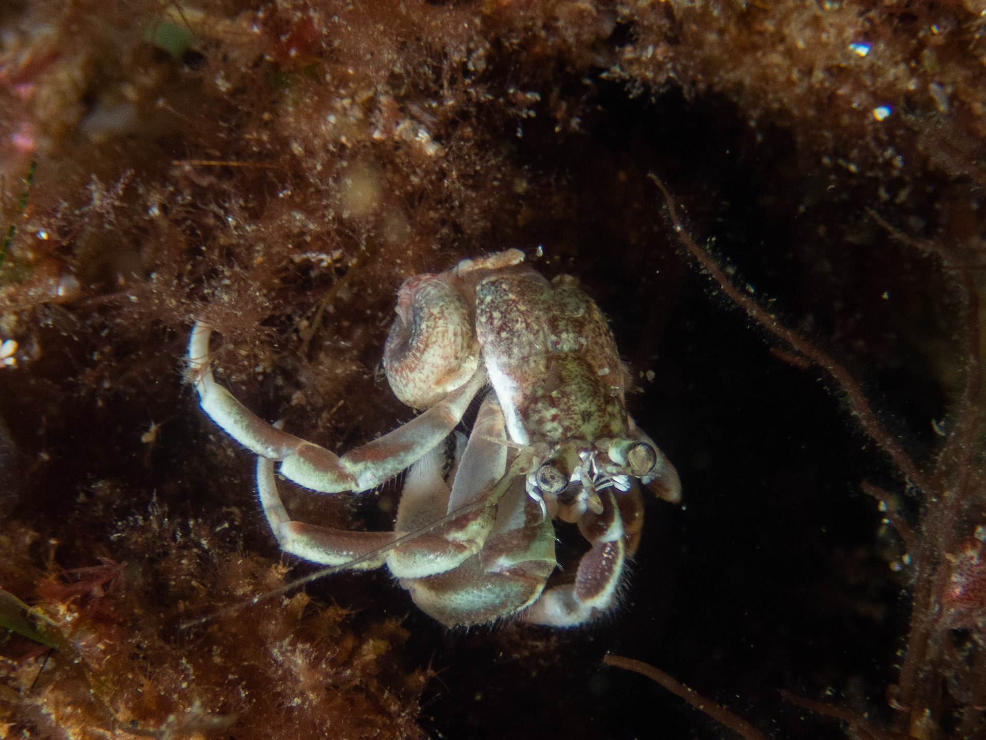 Naked longwrist hermit crab