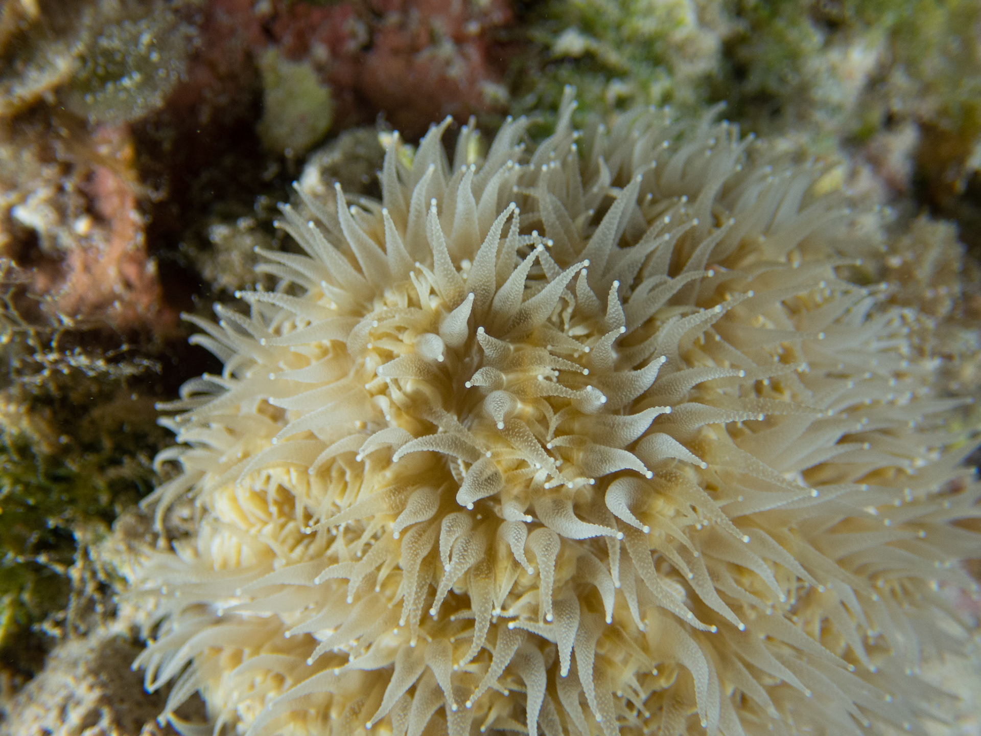 Coral close-up