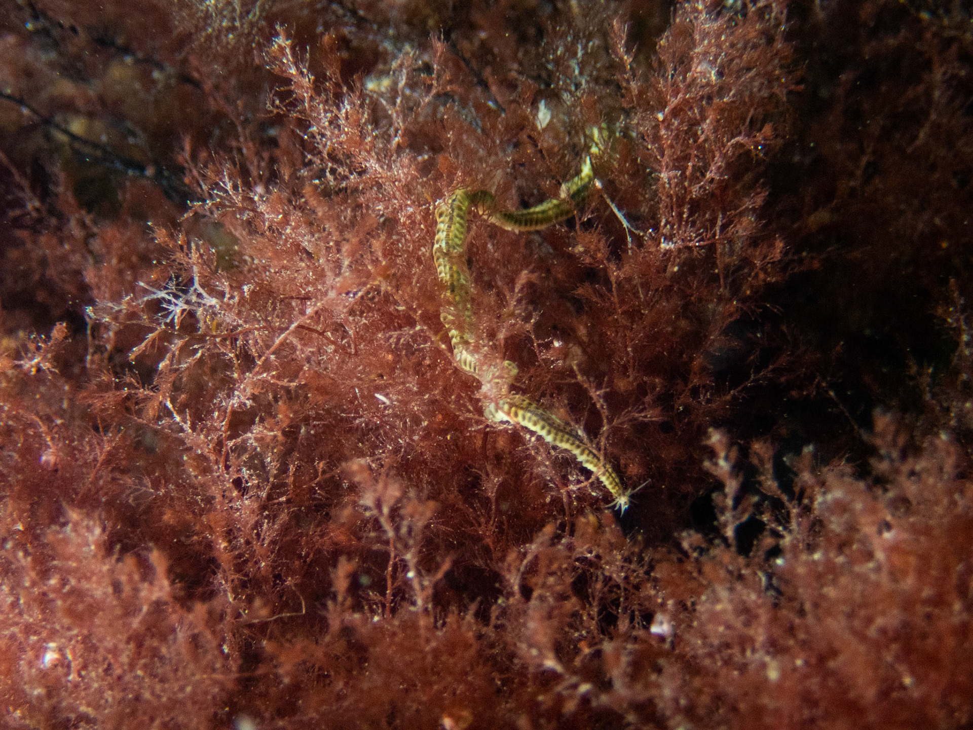 Leafy Paddleworm