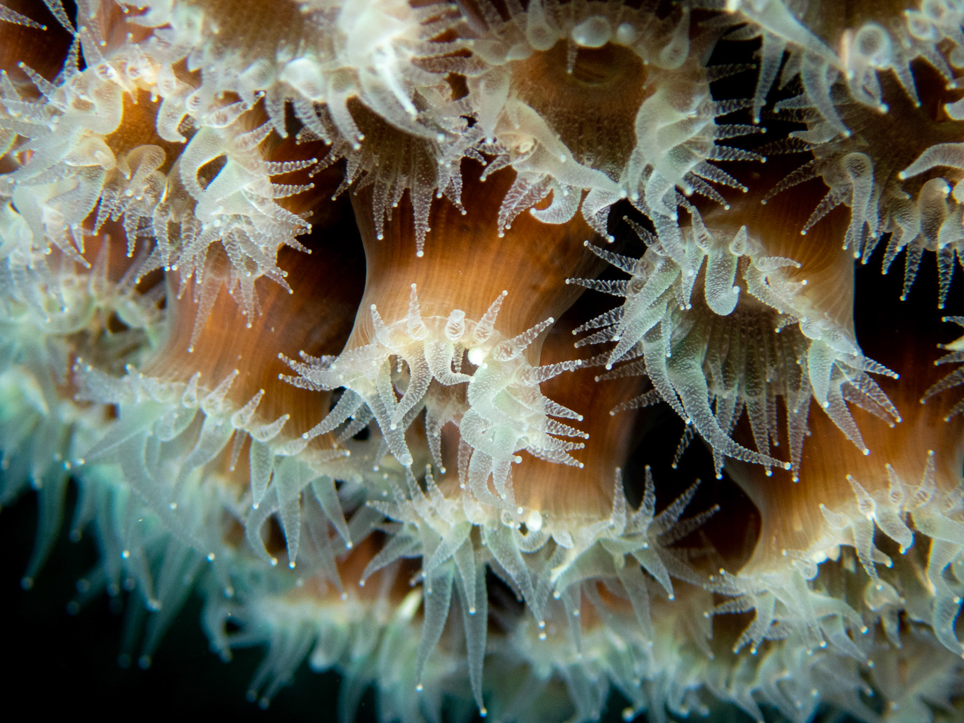 Zoanthid?
