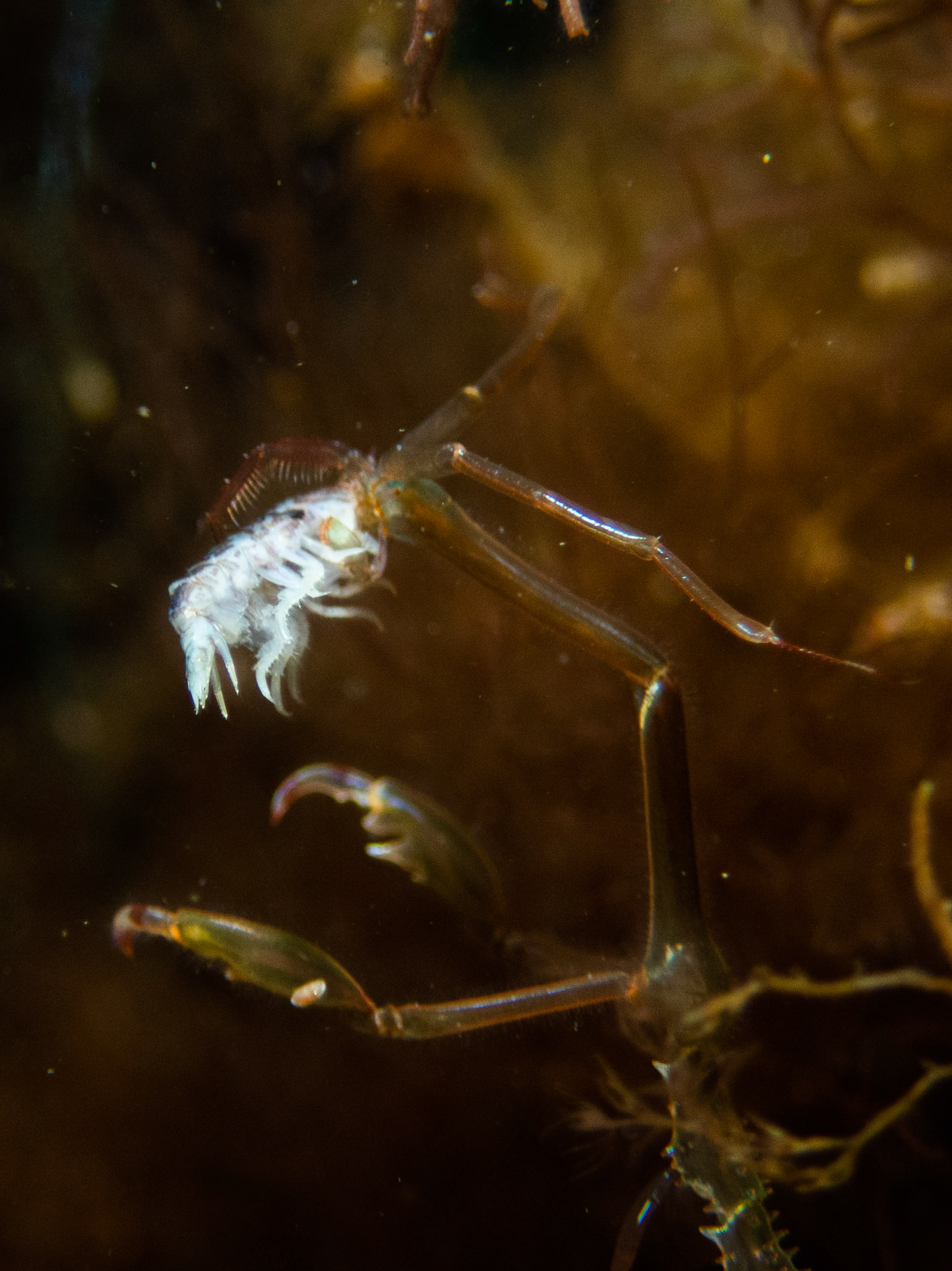 Skeleton shrimp munching on a dead isopod
