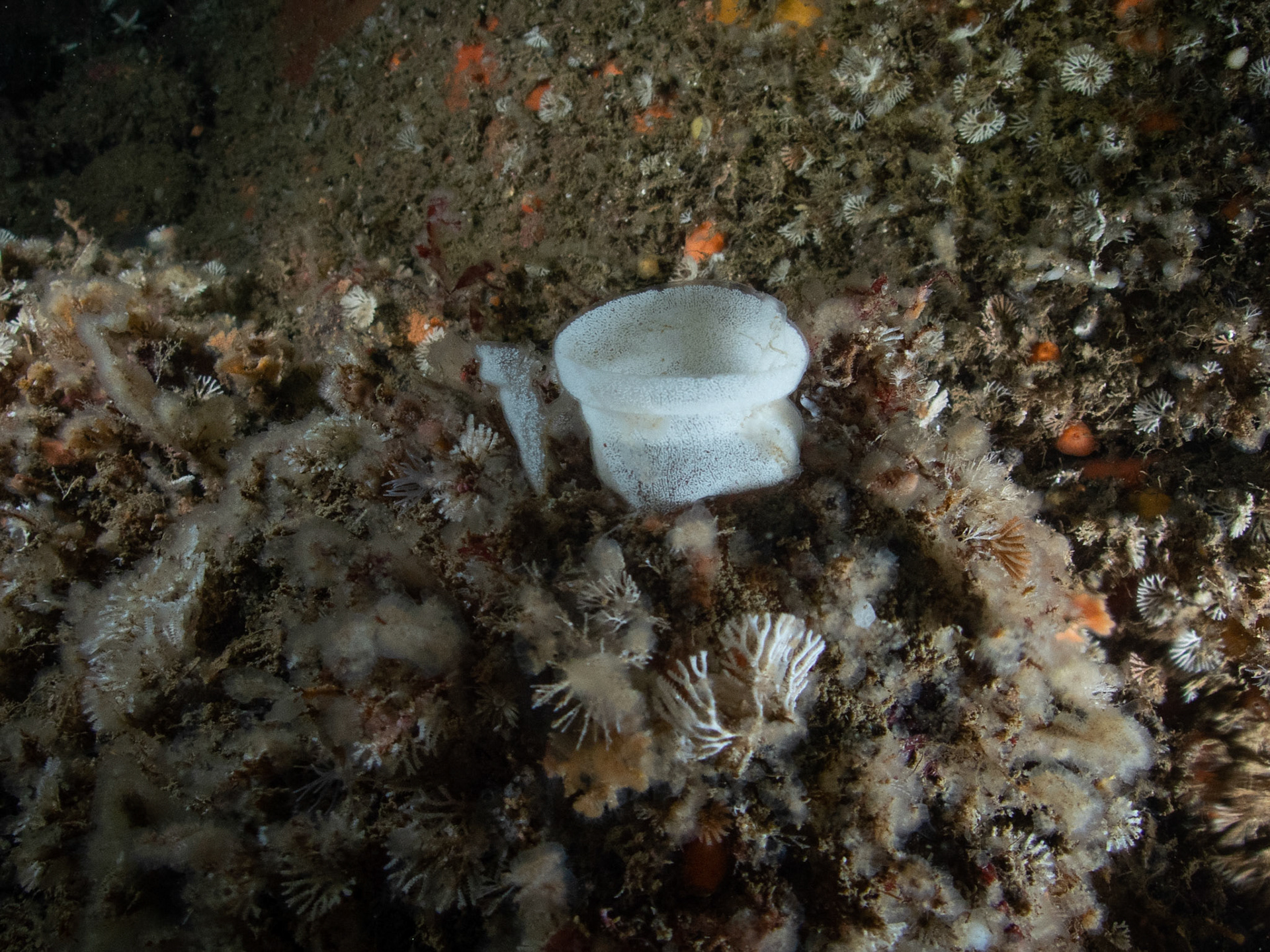 Nudi egg string