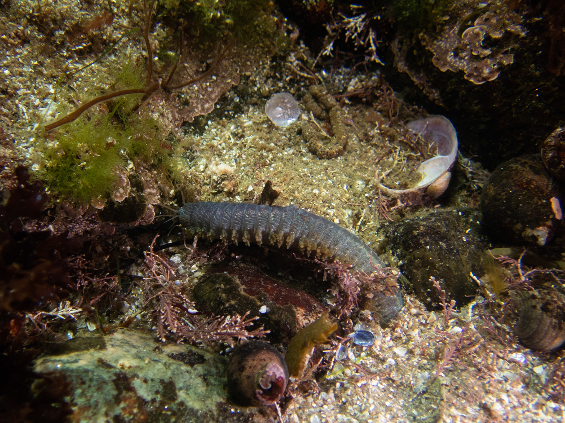 Clam Worm