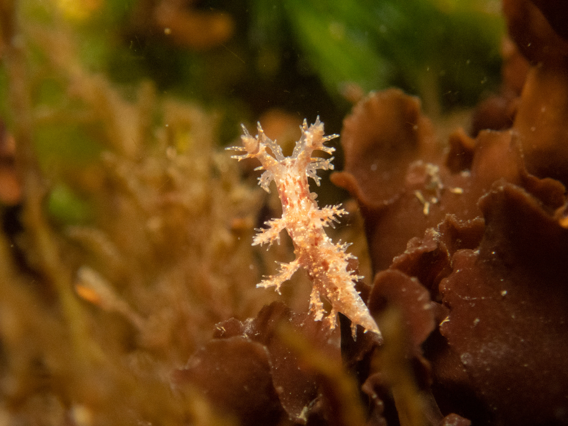 Dendronotus frondosus