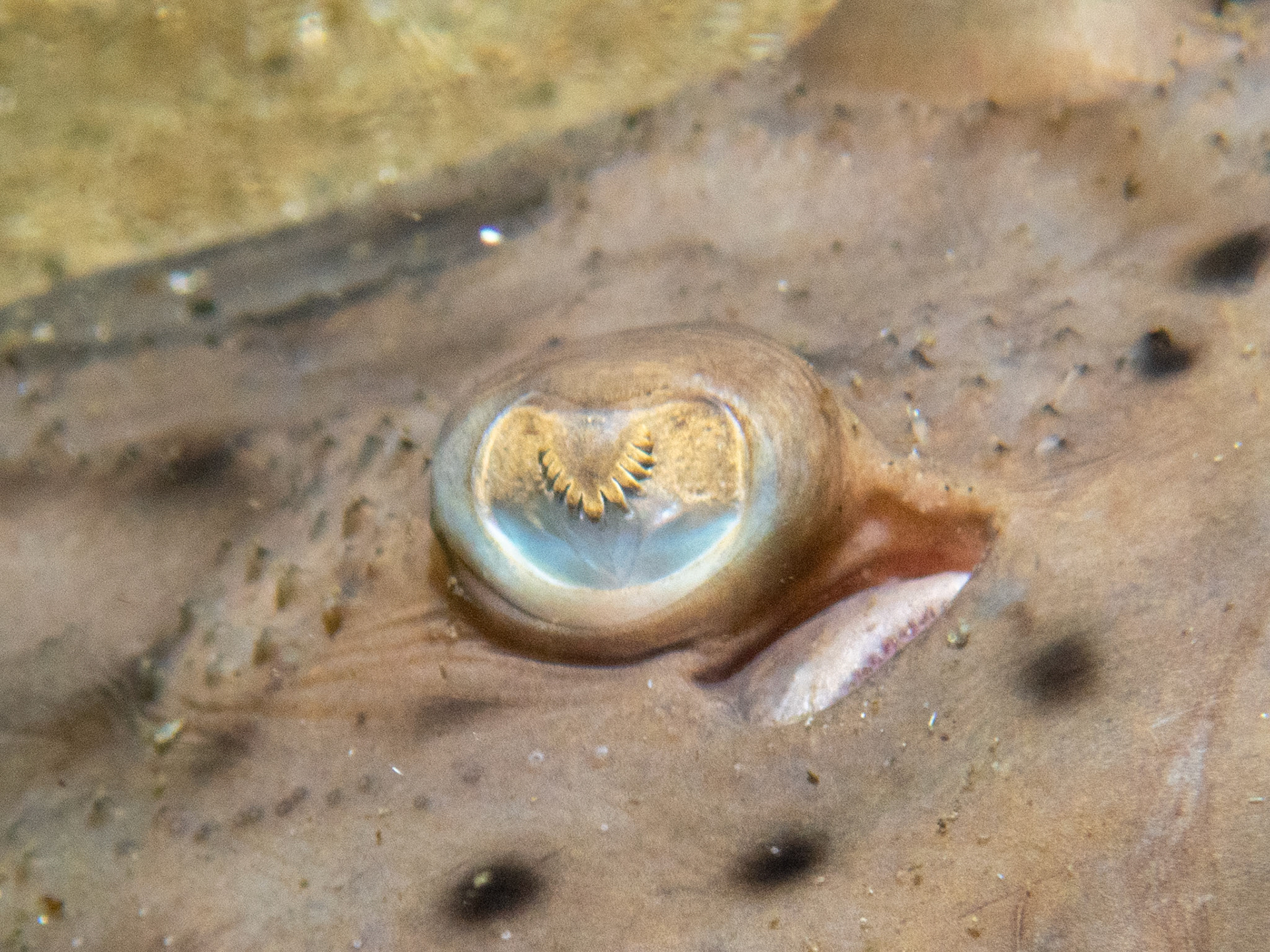Eye of a winter skate