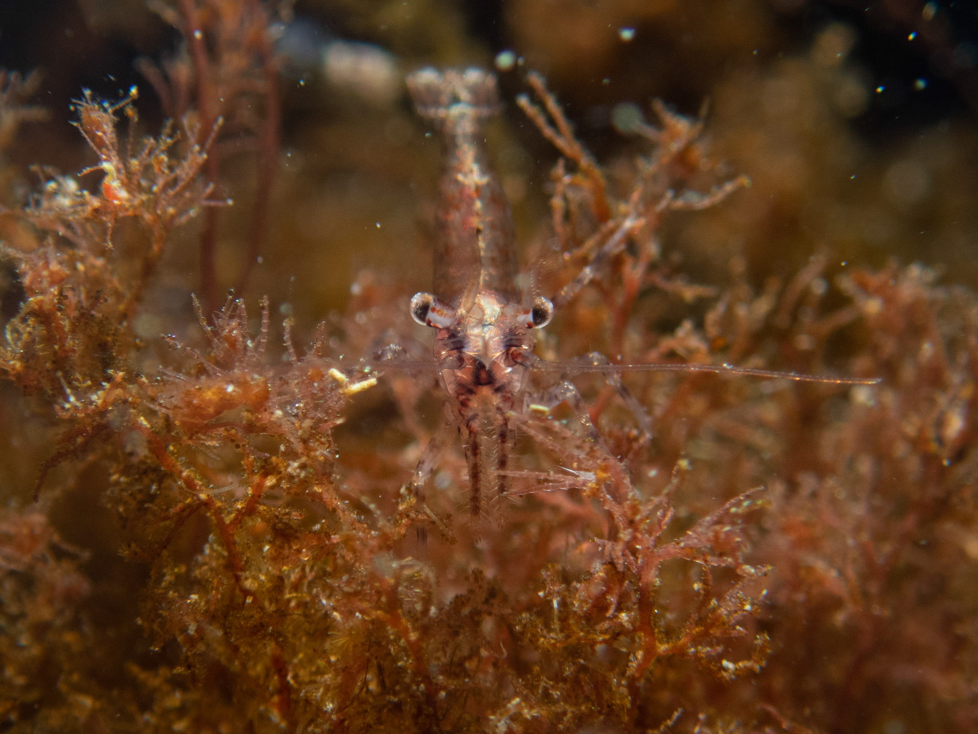 Zebra lebbid shrimp