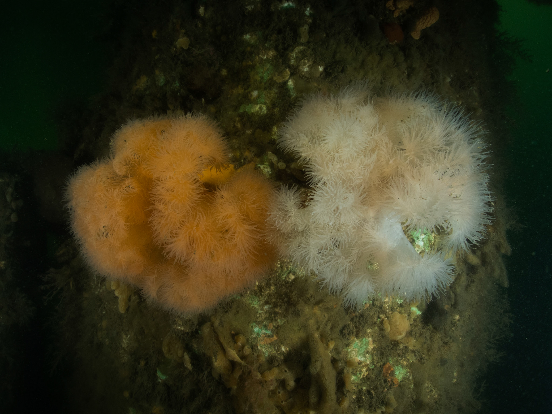 Two color varieties of frilled anemones