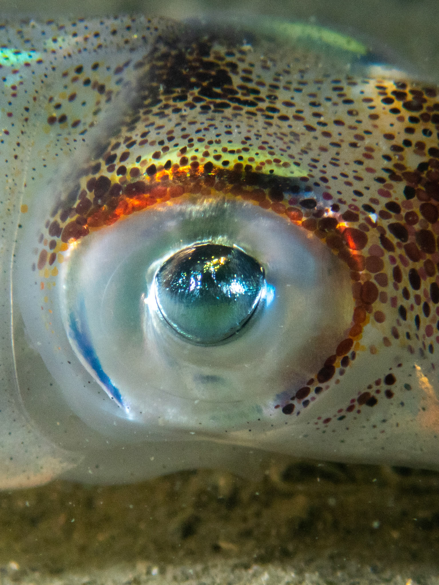 Longfin Squid eye