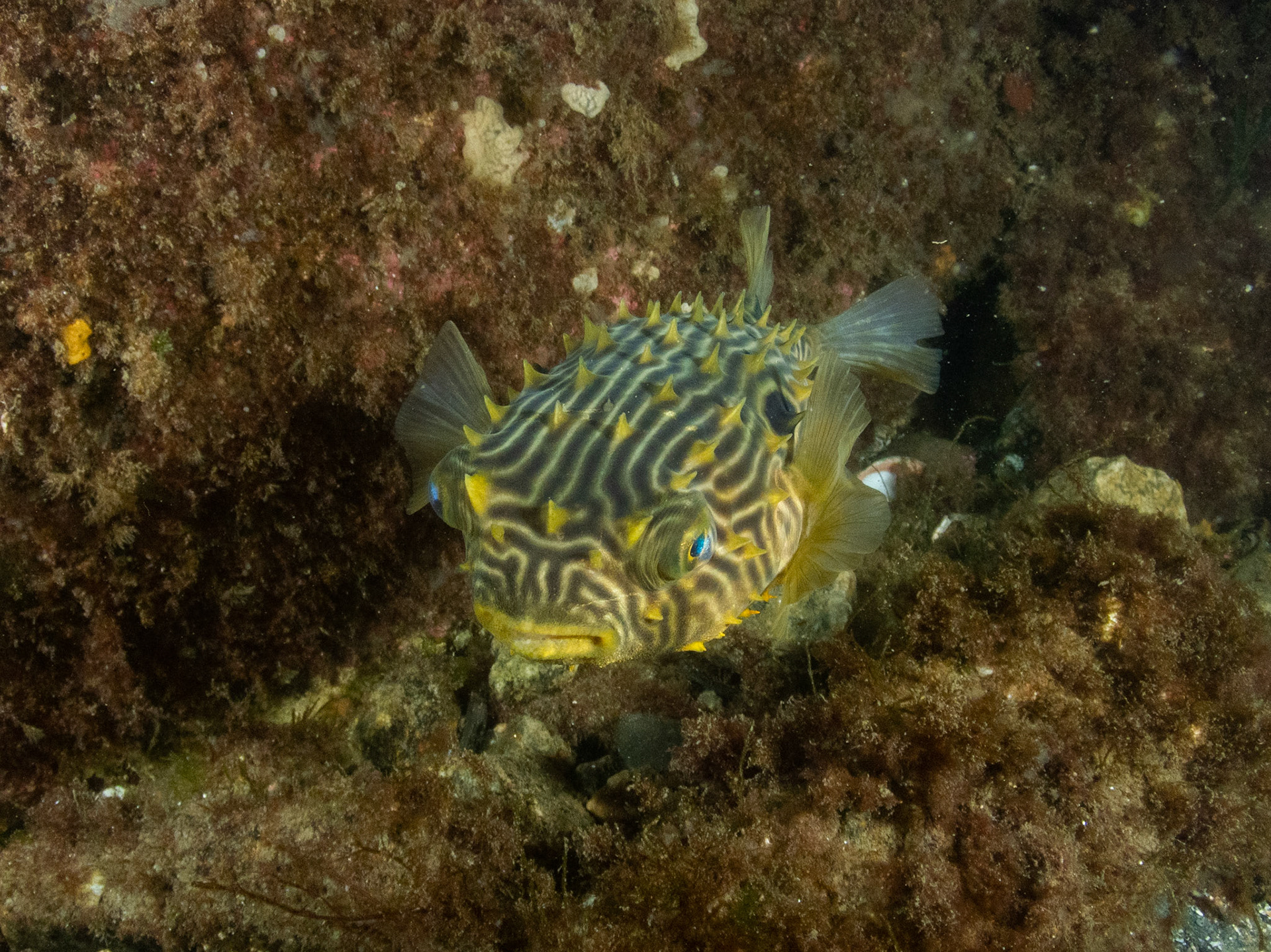 Spotted burrfish